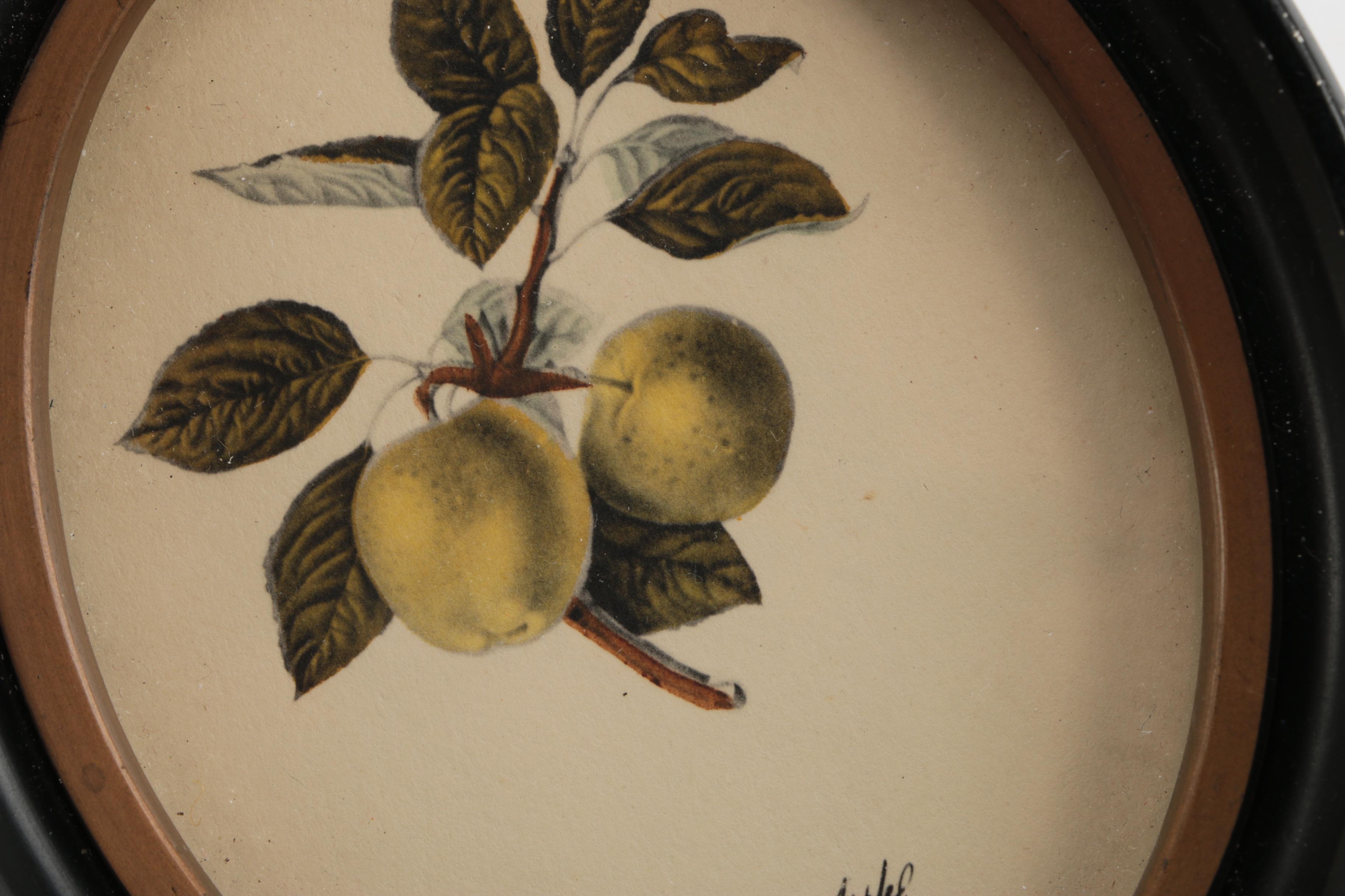 Hand-Colored Lithographs "The Ord Apple" and "The Florence Cherry"