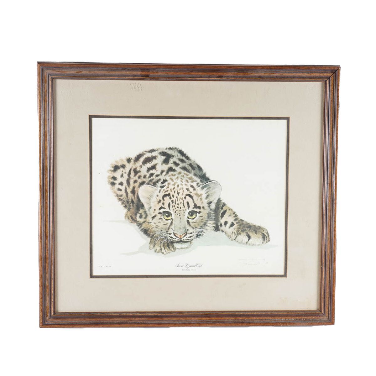Jim Oliver Offset Lithograph on Paper "Snow Leopard Cub"