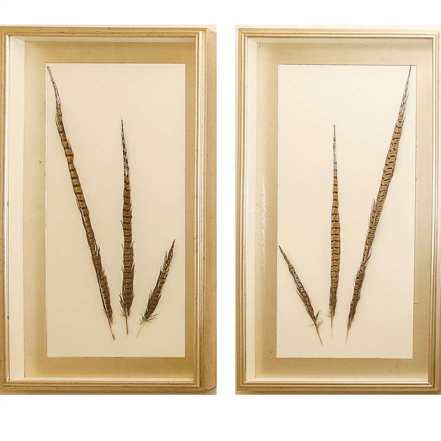 Framed Black and Brown Feathers