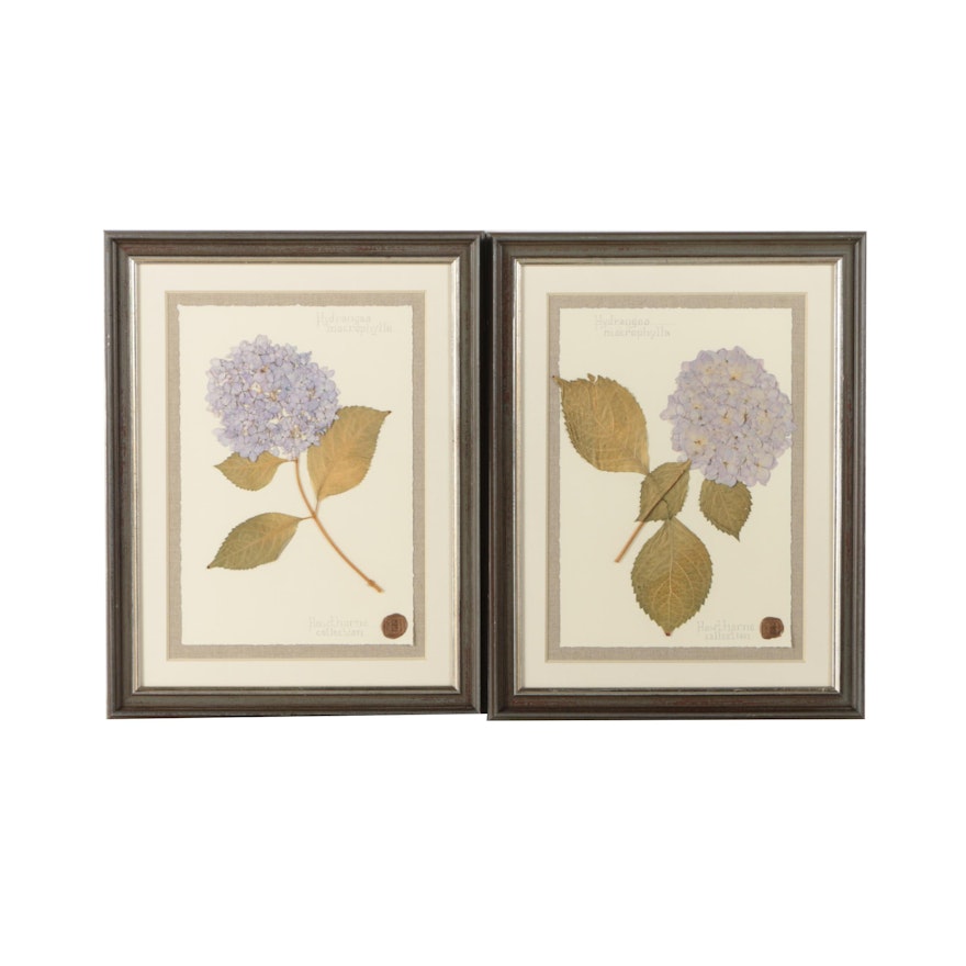 Pair of Framed Pressed Flowers "Hydrangeas"