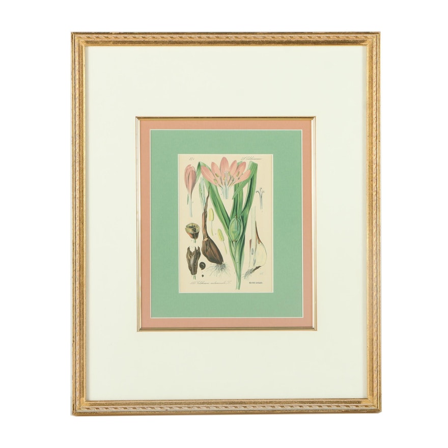 Chromolithograph on Paper of a Botanical Study