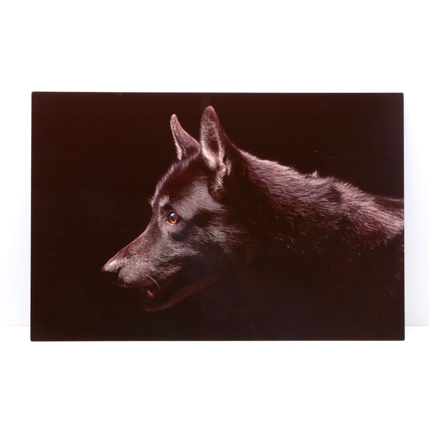 Giclee Print on Aluminum of a Dog