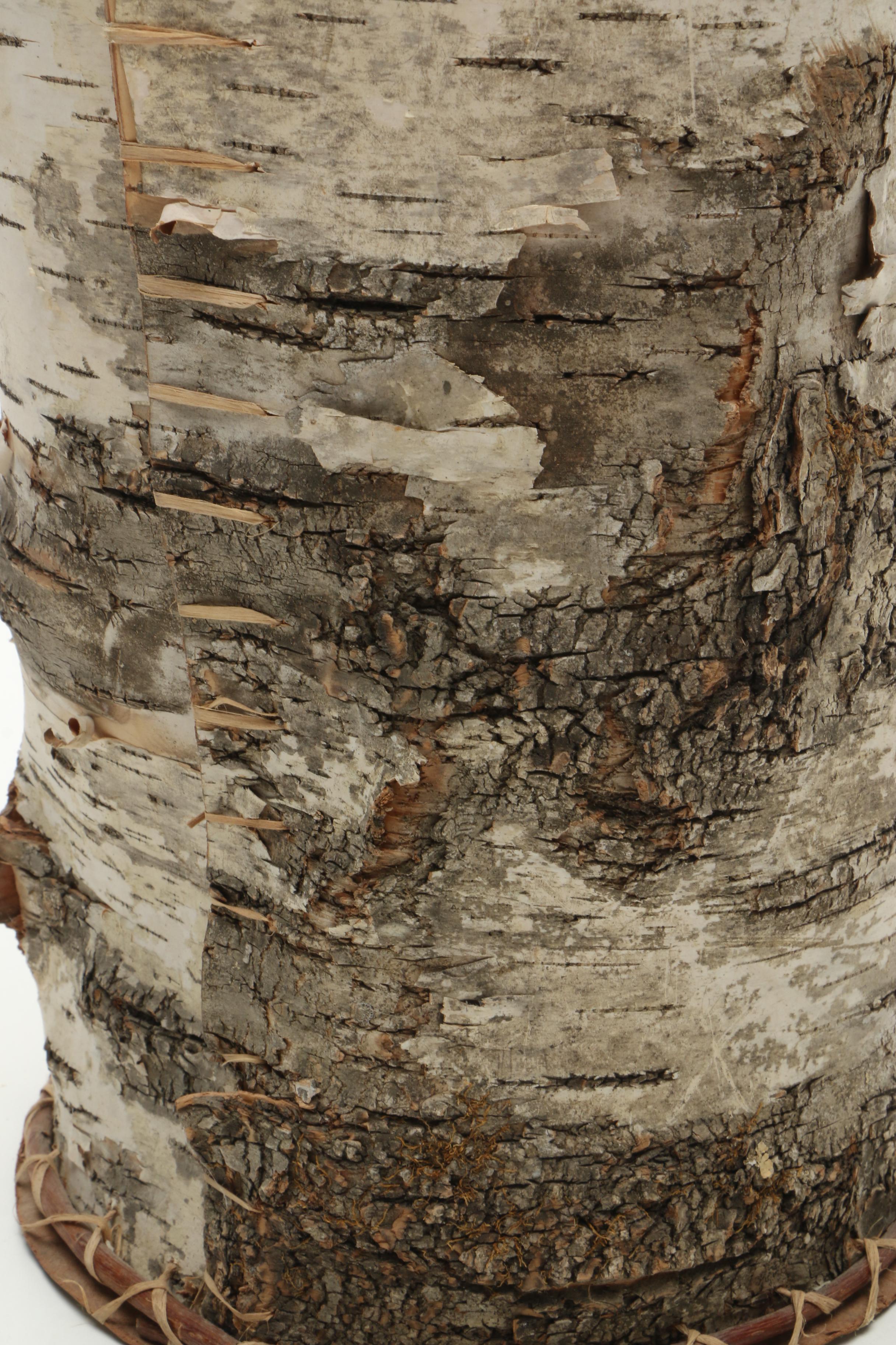Birch Bark Container