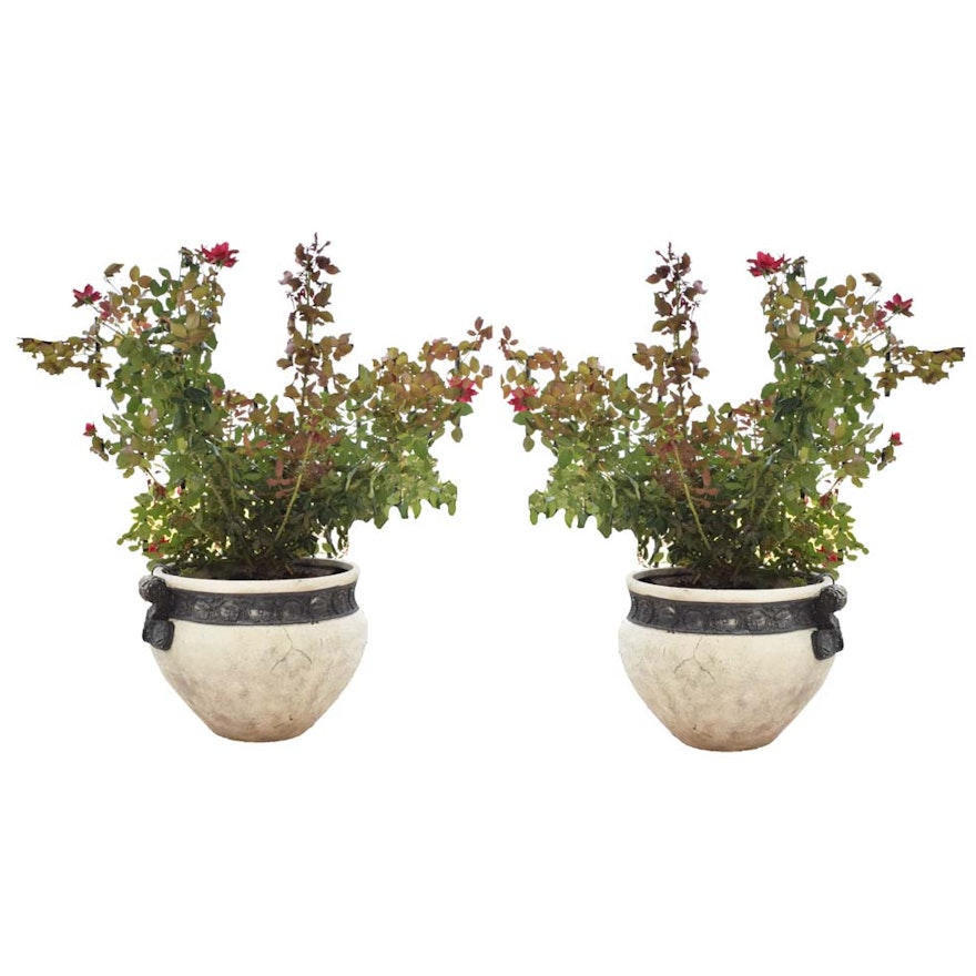 Potted Knock Out Rose Bushes in Large Neoclassical Planters