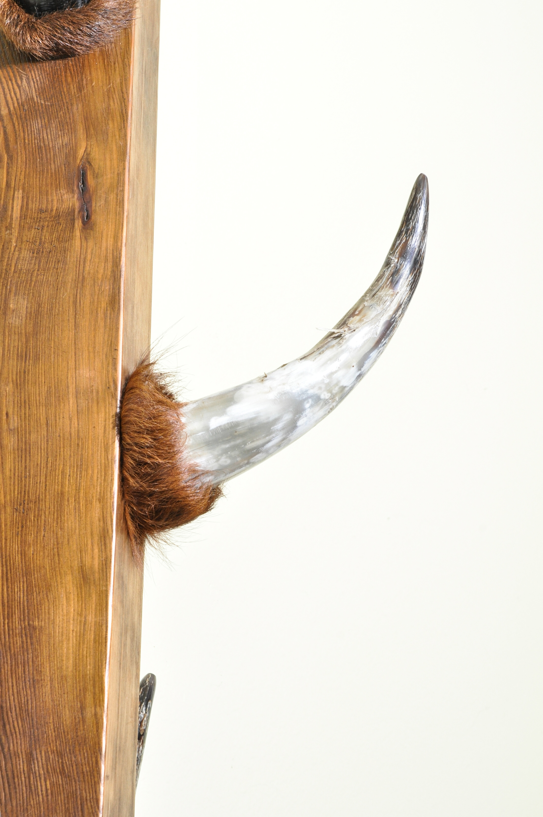 Bull Horn Coat Rack