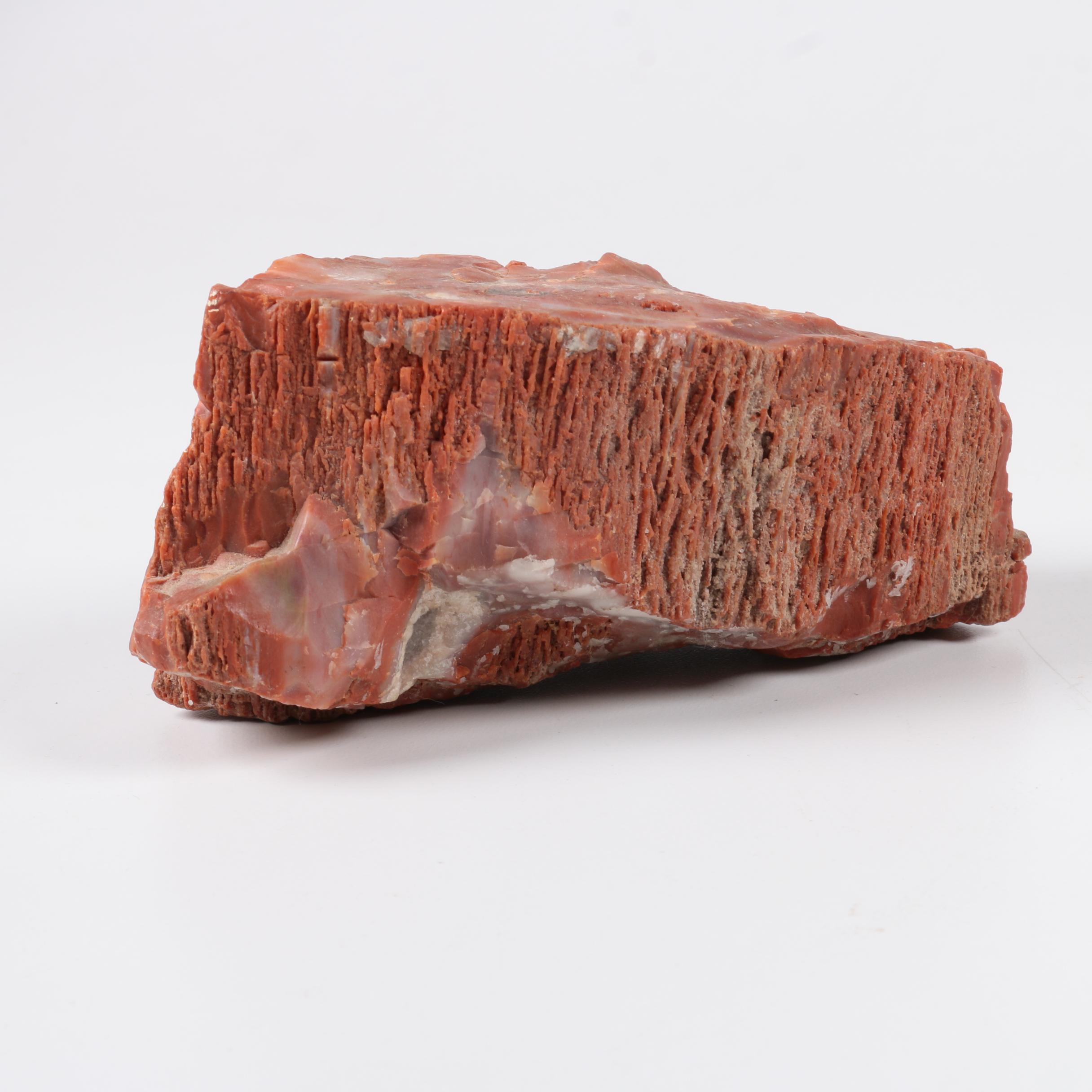 Petrified Wood Specimen
