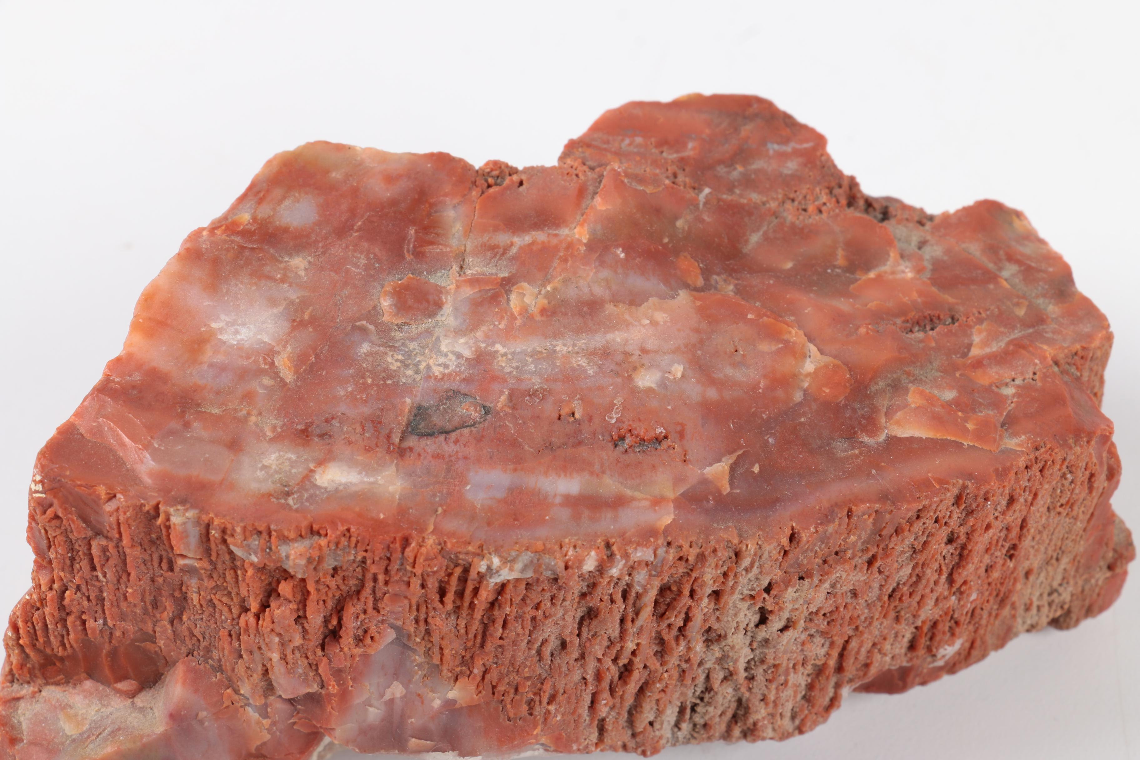Petrified Wood Specimen