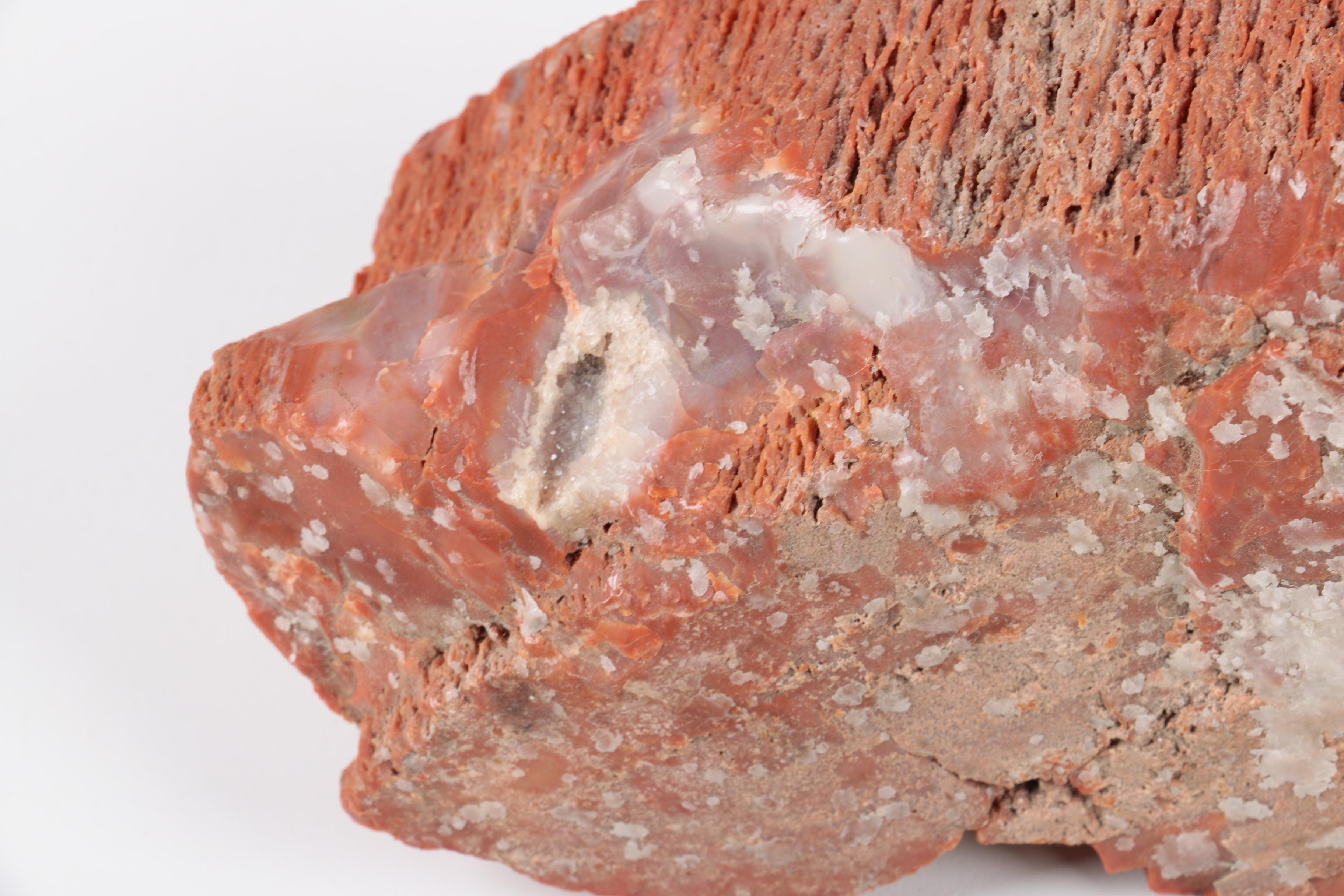 Petrified Wood Specimen