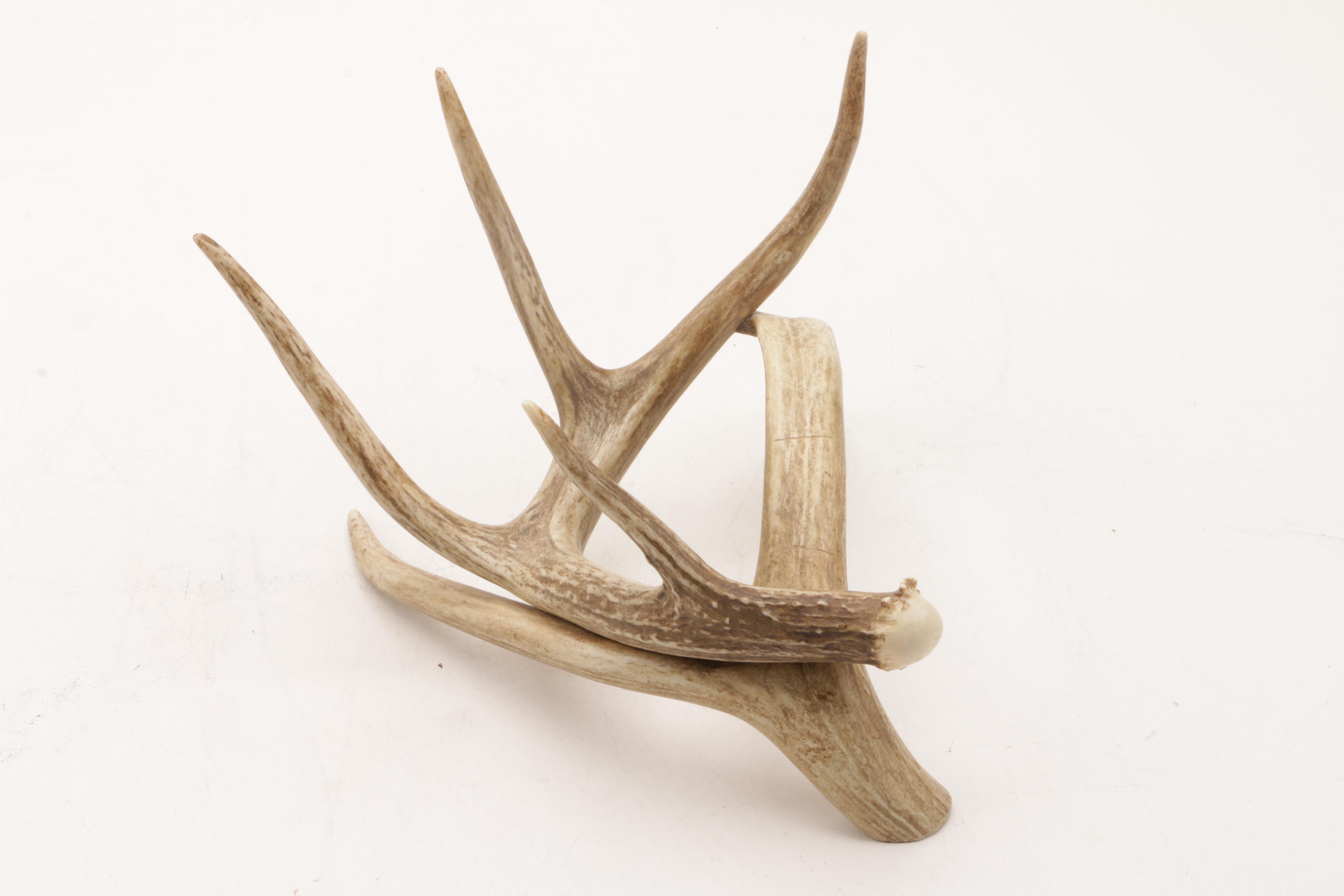 Porcelain Elk Art and Antler Decor