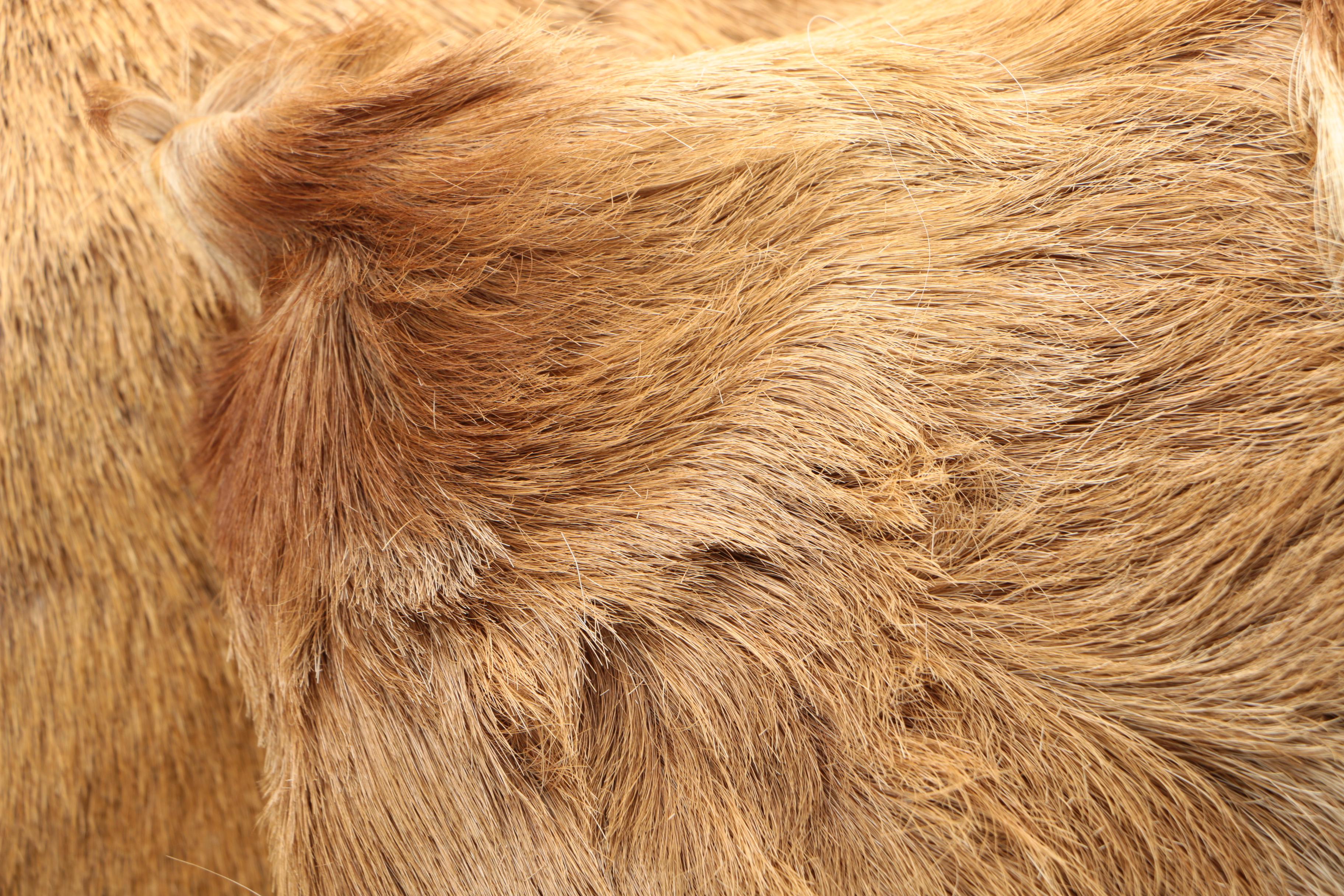 Deer and Cow Hide Pillow Covers