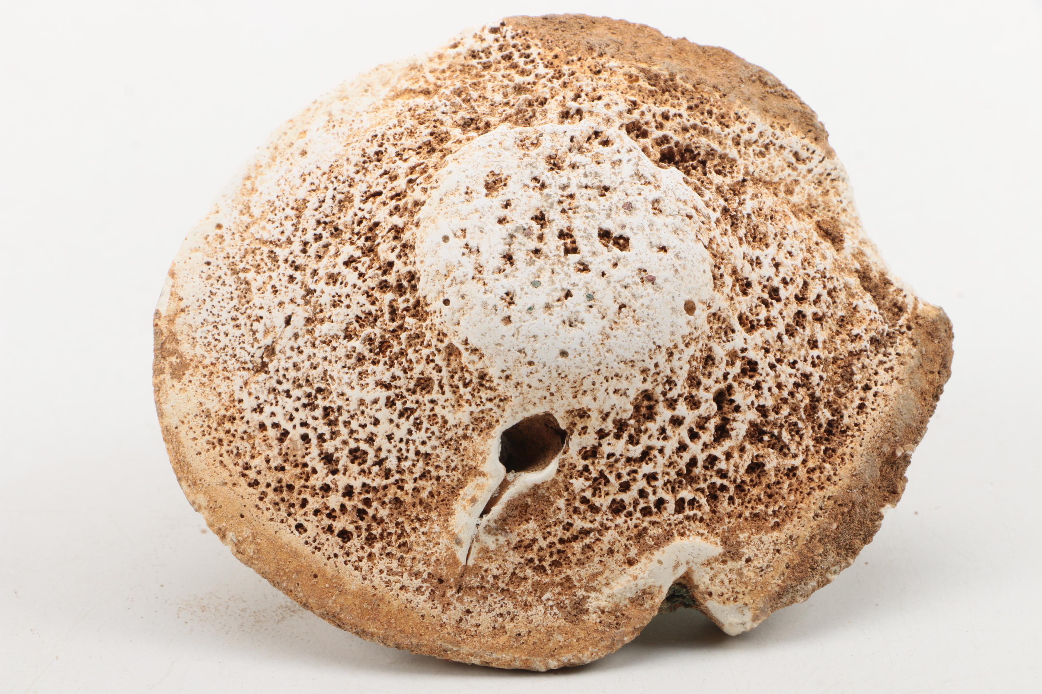 Shiwan Ware  Figuine