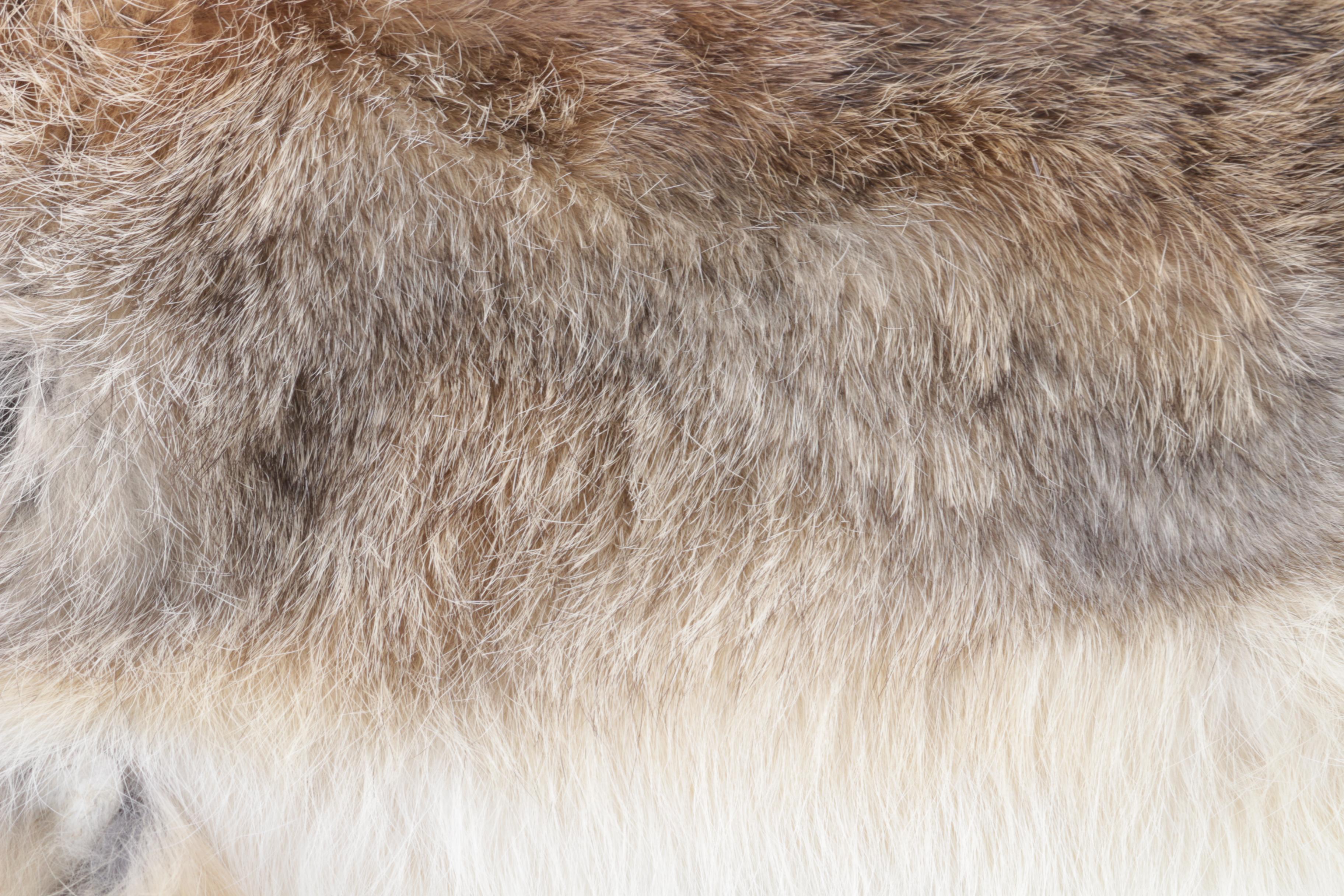 Pair of Rabbit Pelts