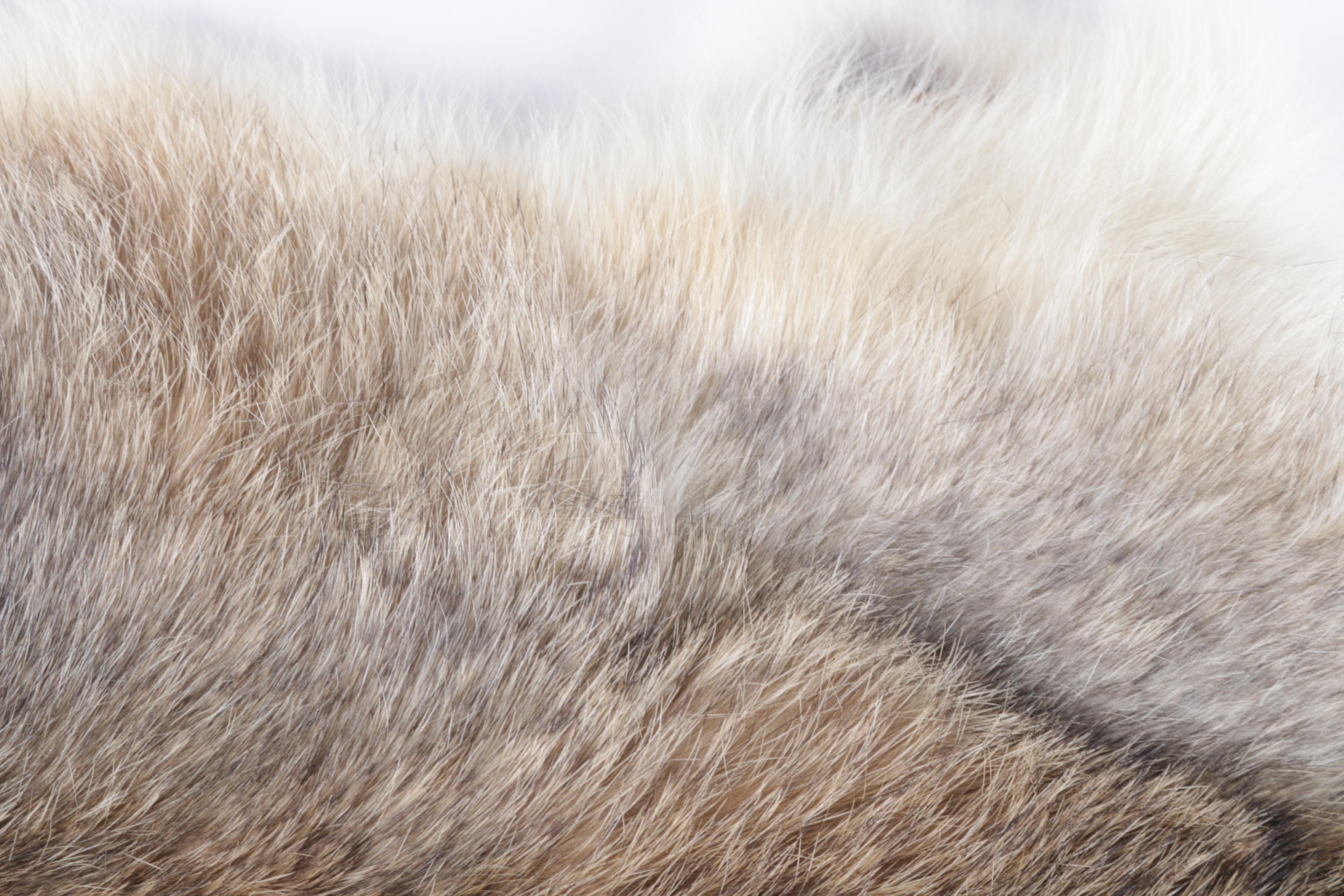 Pair of Rabbit Pelts
