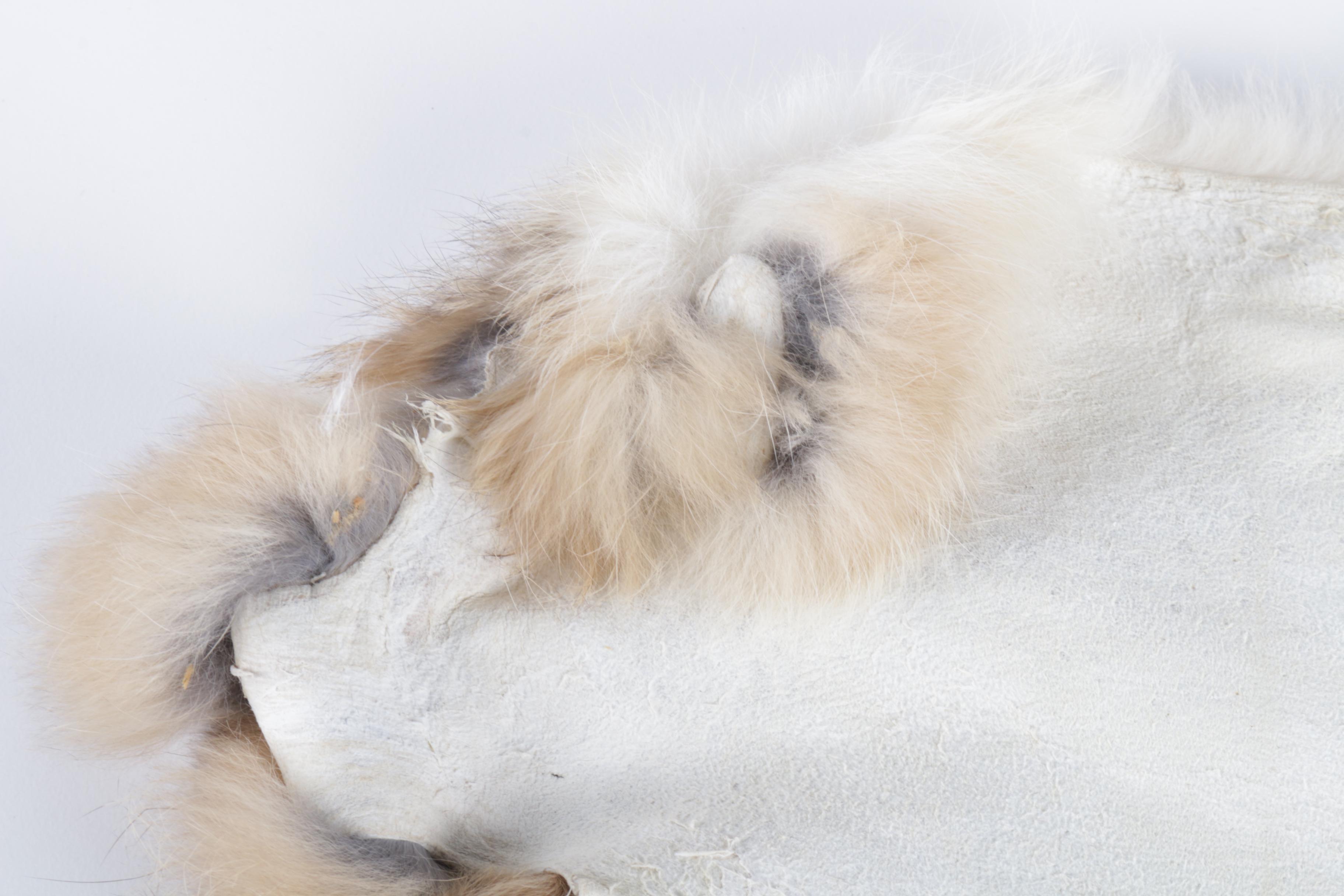 Pair of Rabbit Pelts