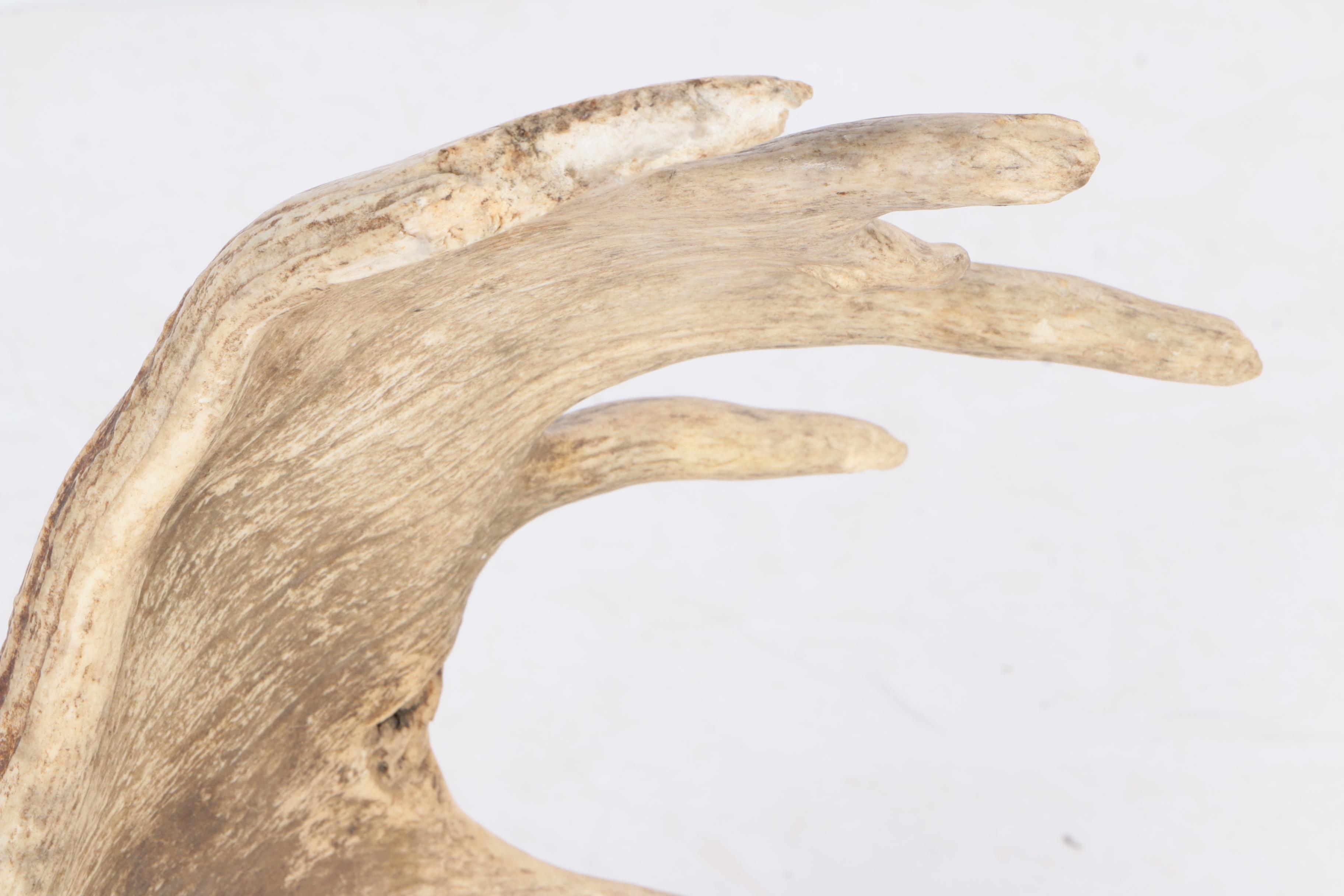 Moose Antler Eagle Carving