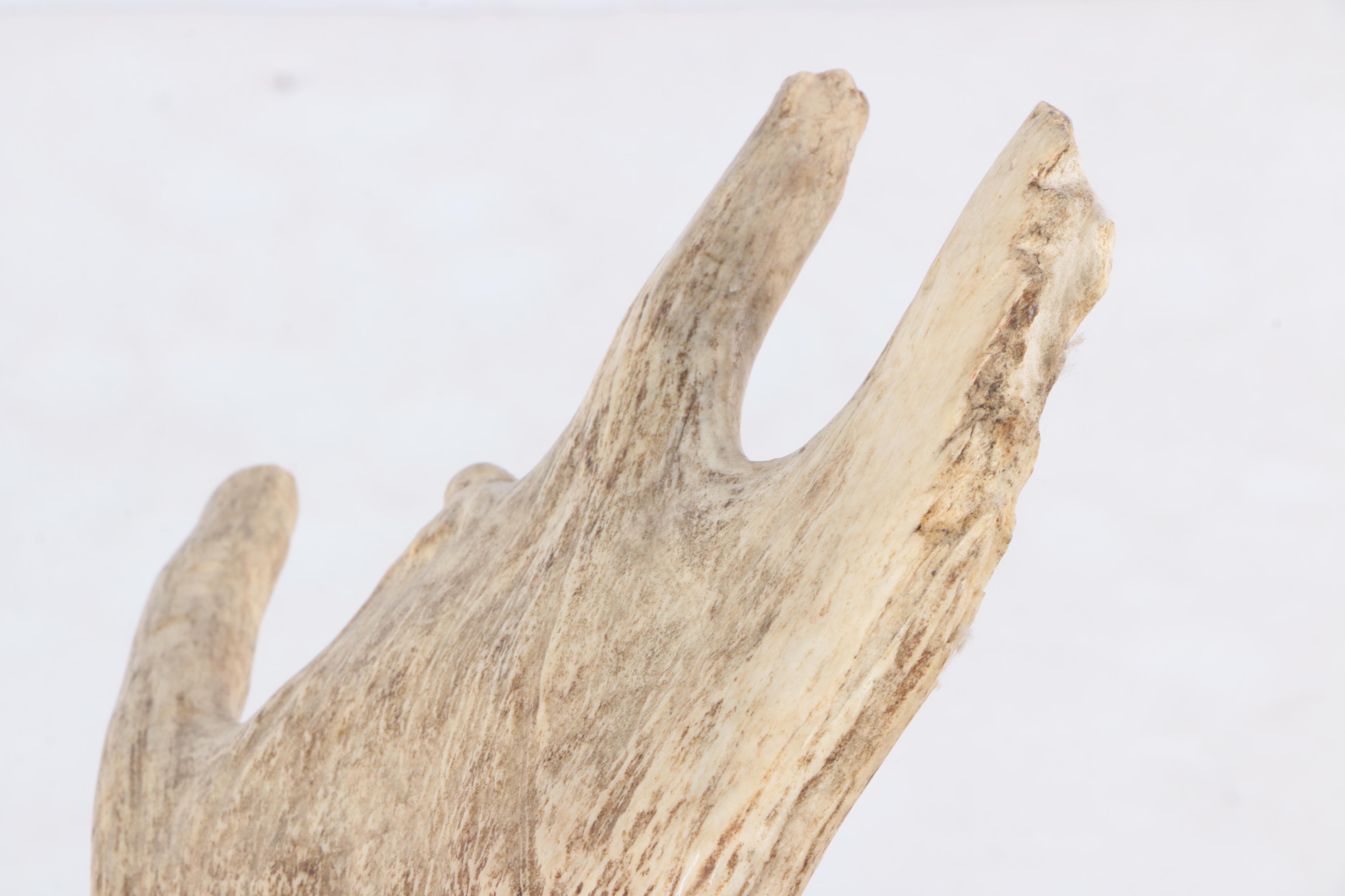 Moose Antler Eagle Carving