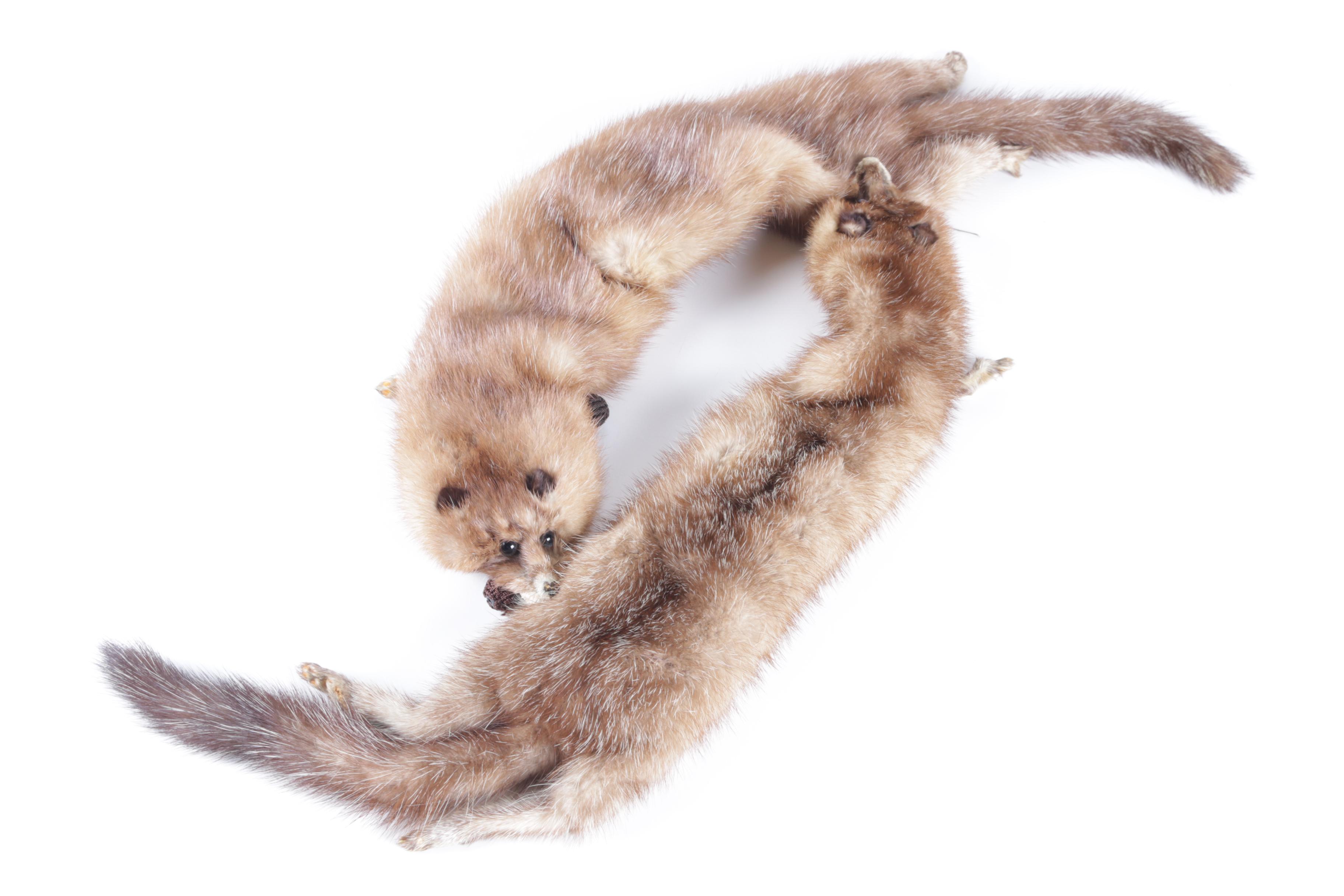 Pair of Mink Pelt Stoles and Collar