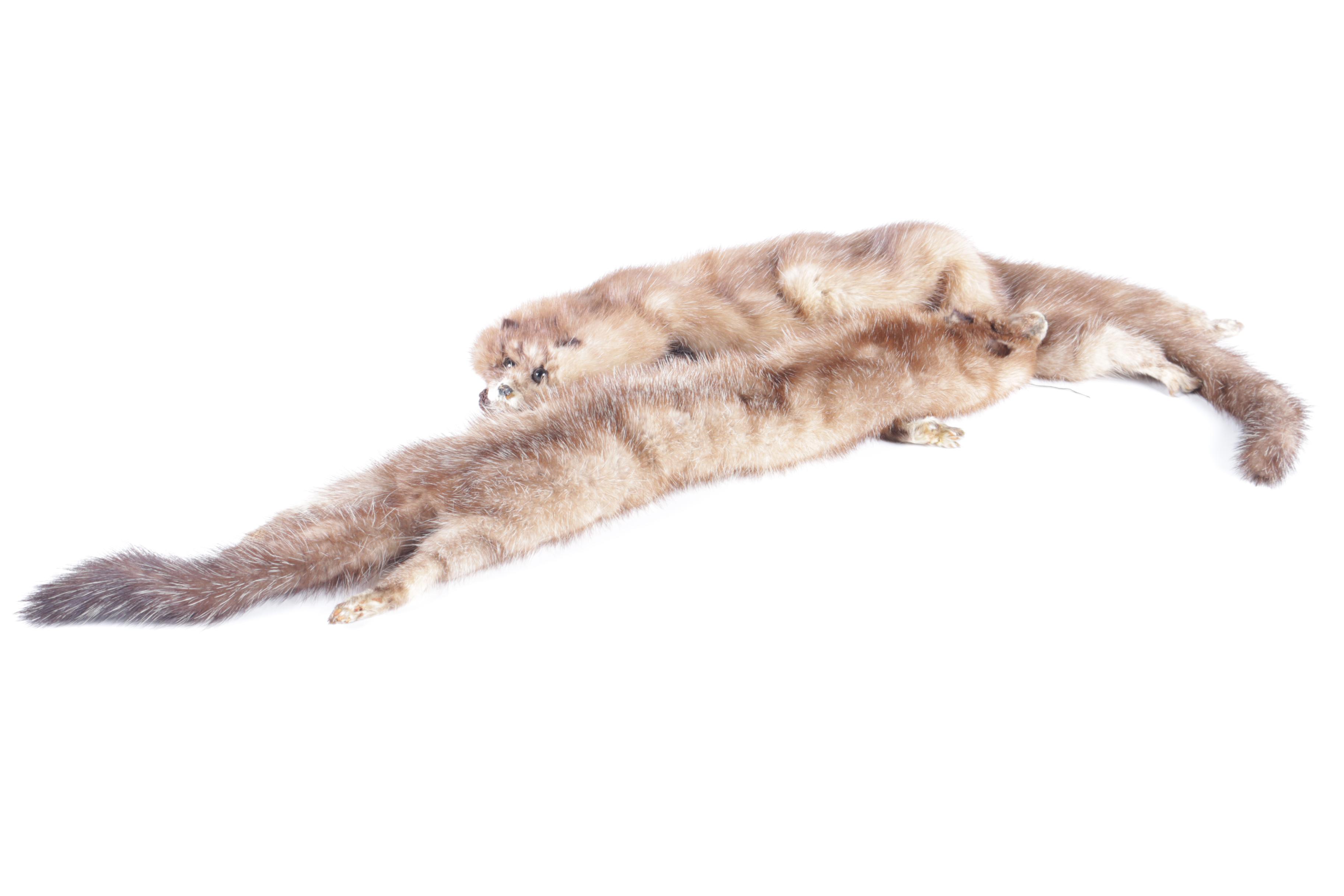 Pair of Mink Pelt Stoles and Collar