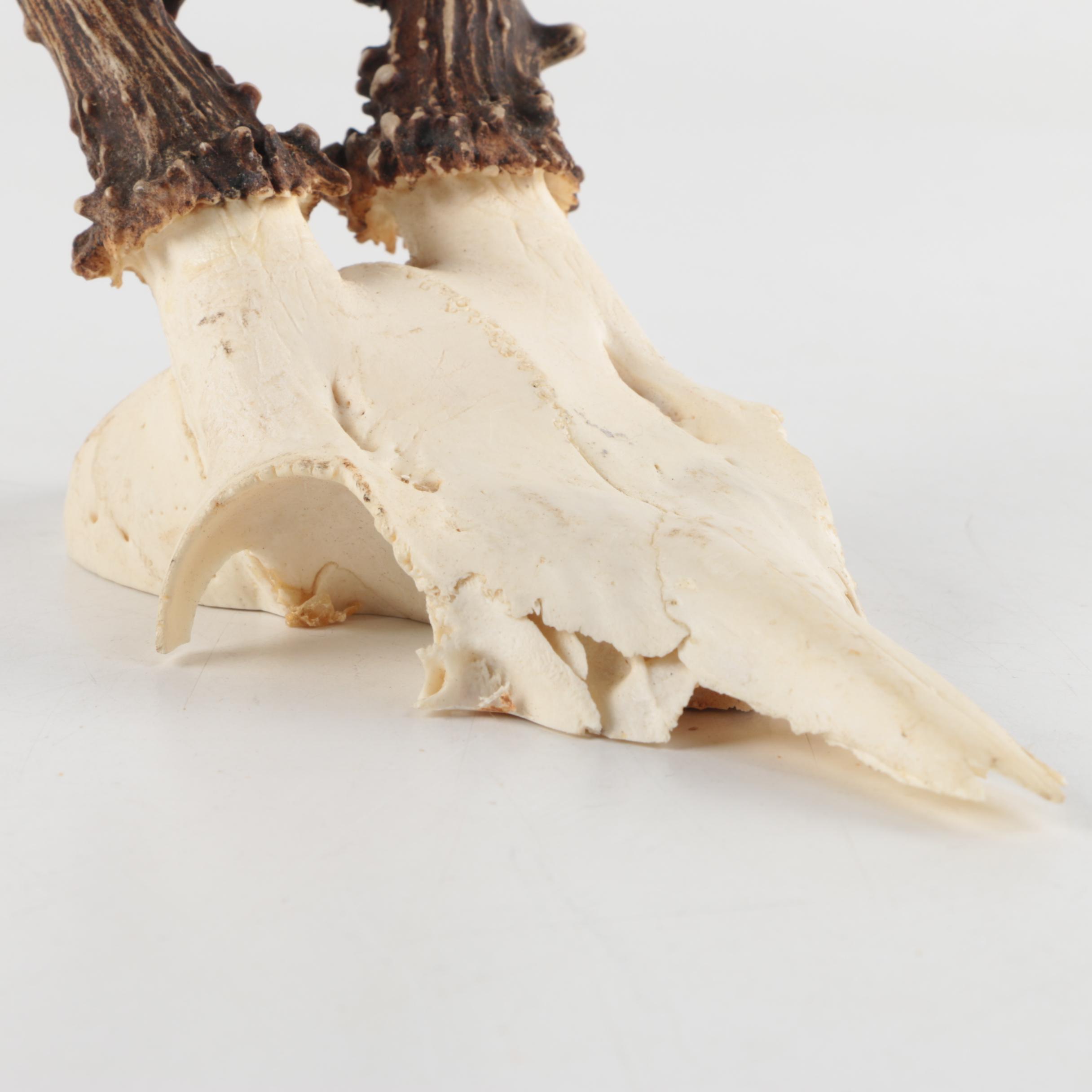 Roe Deer Skulls with Antlers