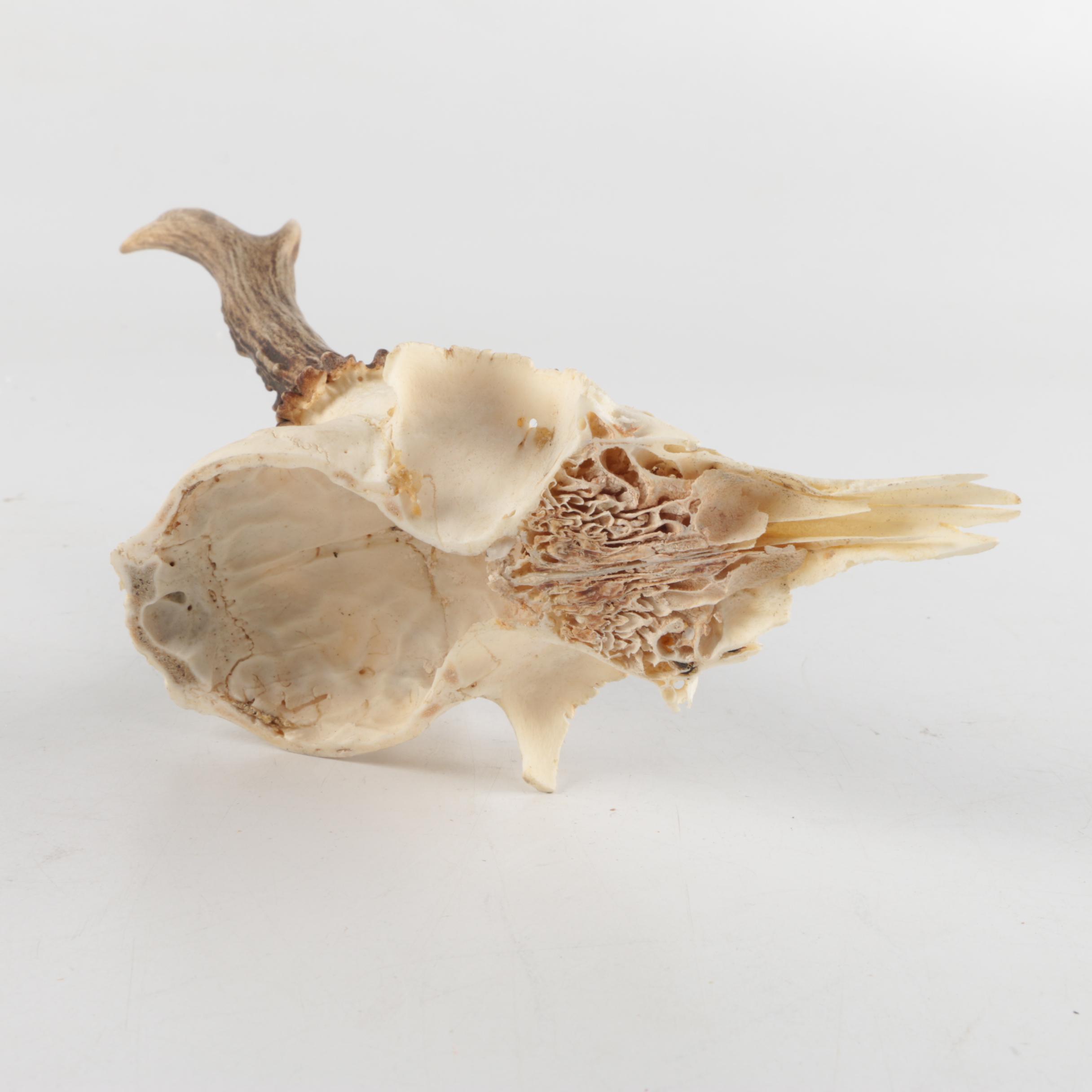 Roe Deer Skulls with Antlers