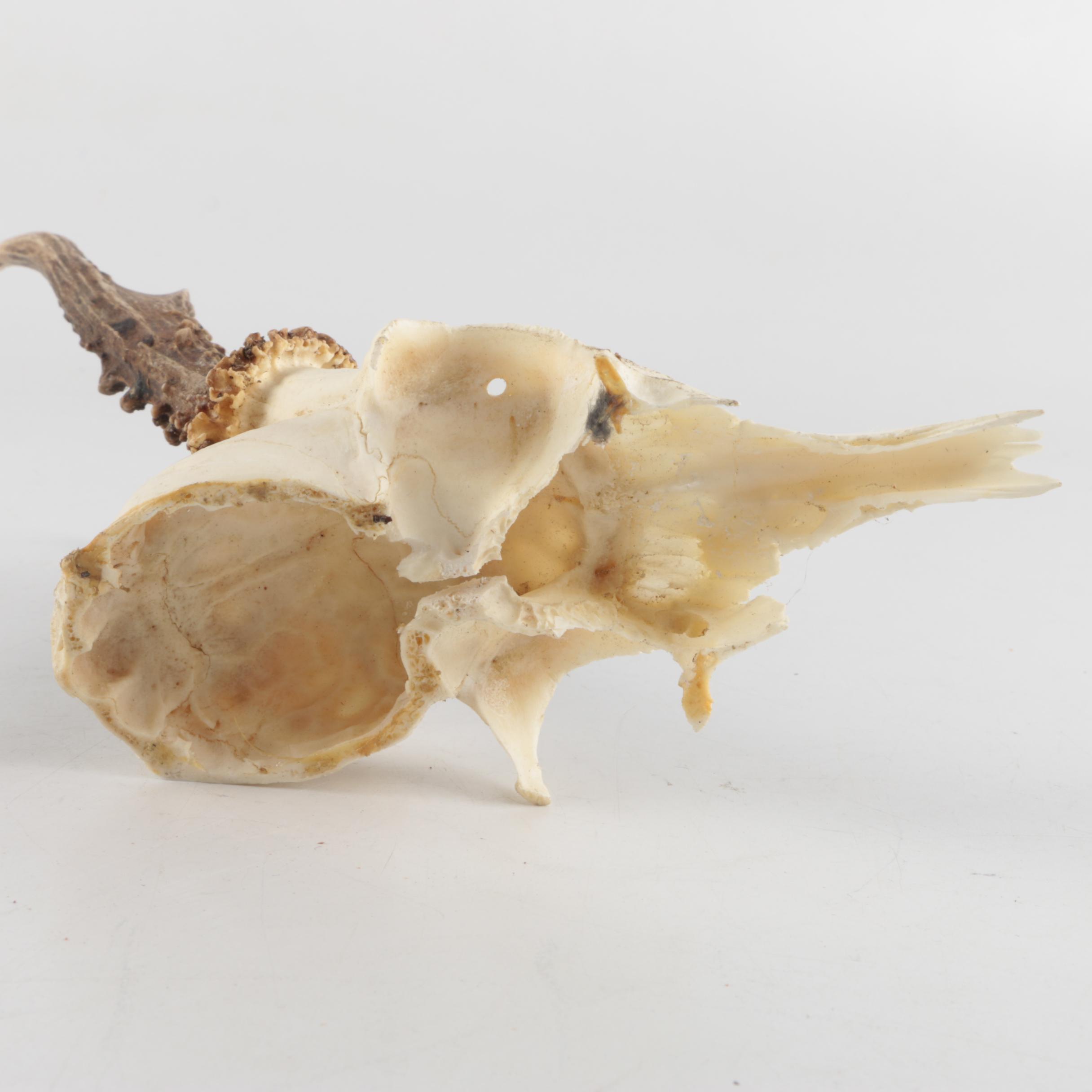 Roe Deer Skulls with Antlers