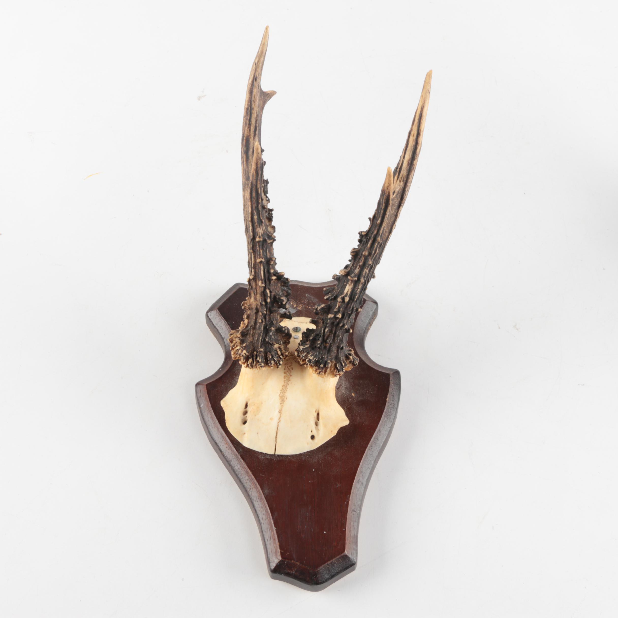 Three Vintage Roe Deer Antler Mounts