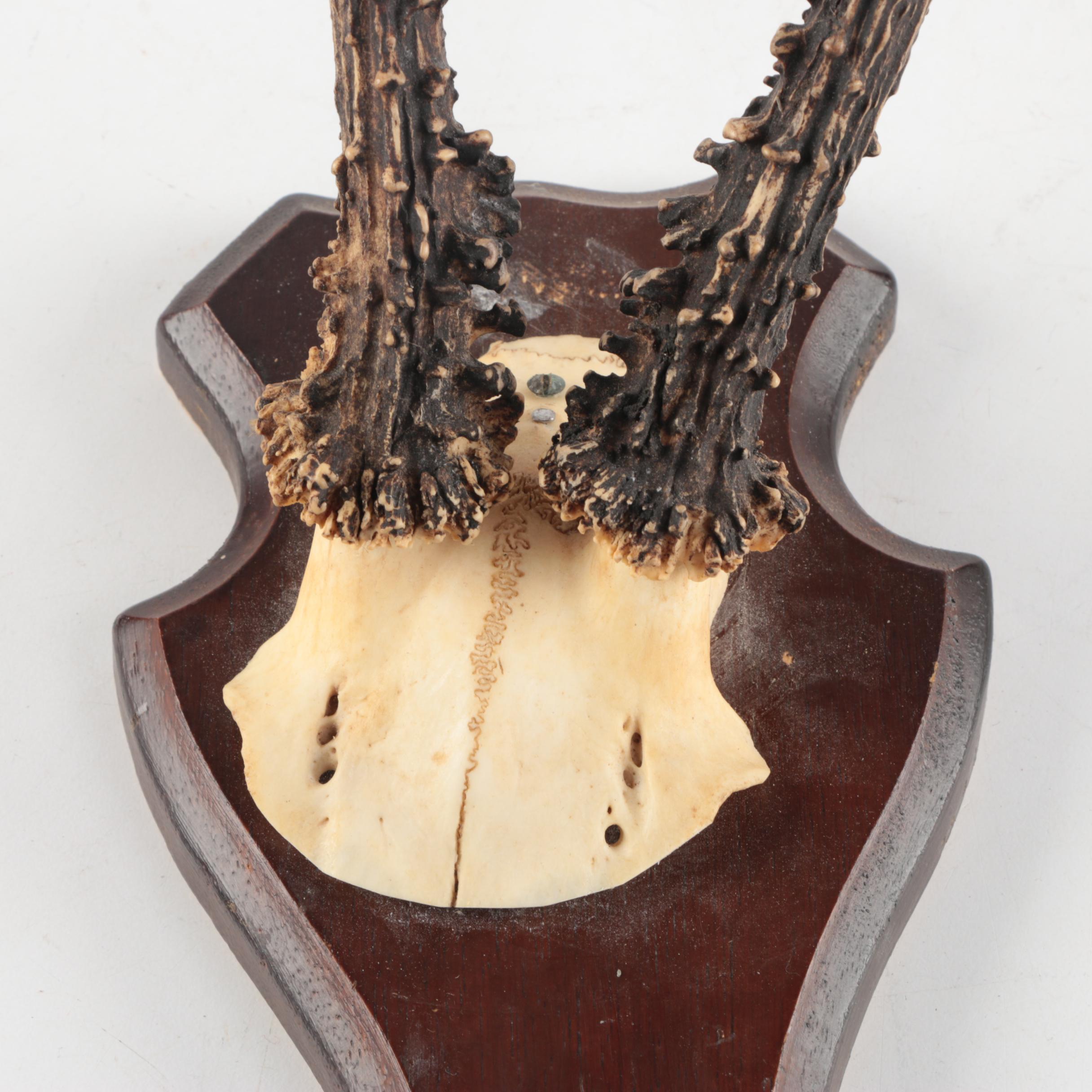 Three Vintage Roe Deer Antler Mounts