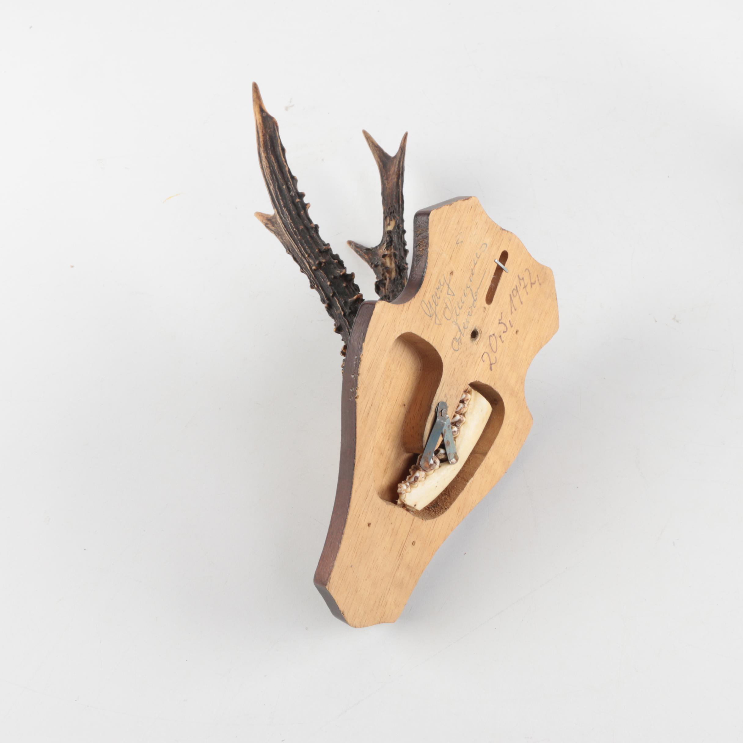 Three Vintage Roe Deer Antler Mounts