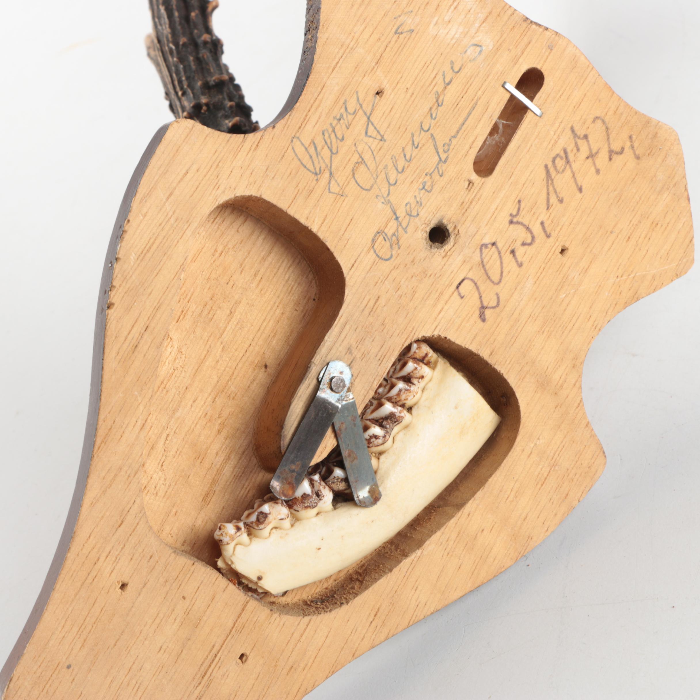 Three Vintage Roe Deer Antler Mounts