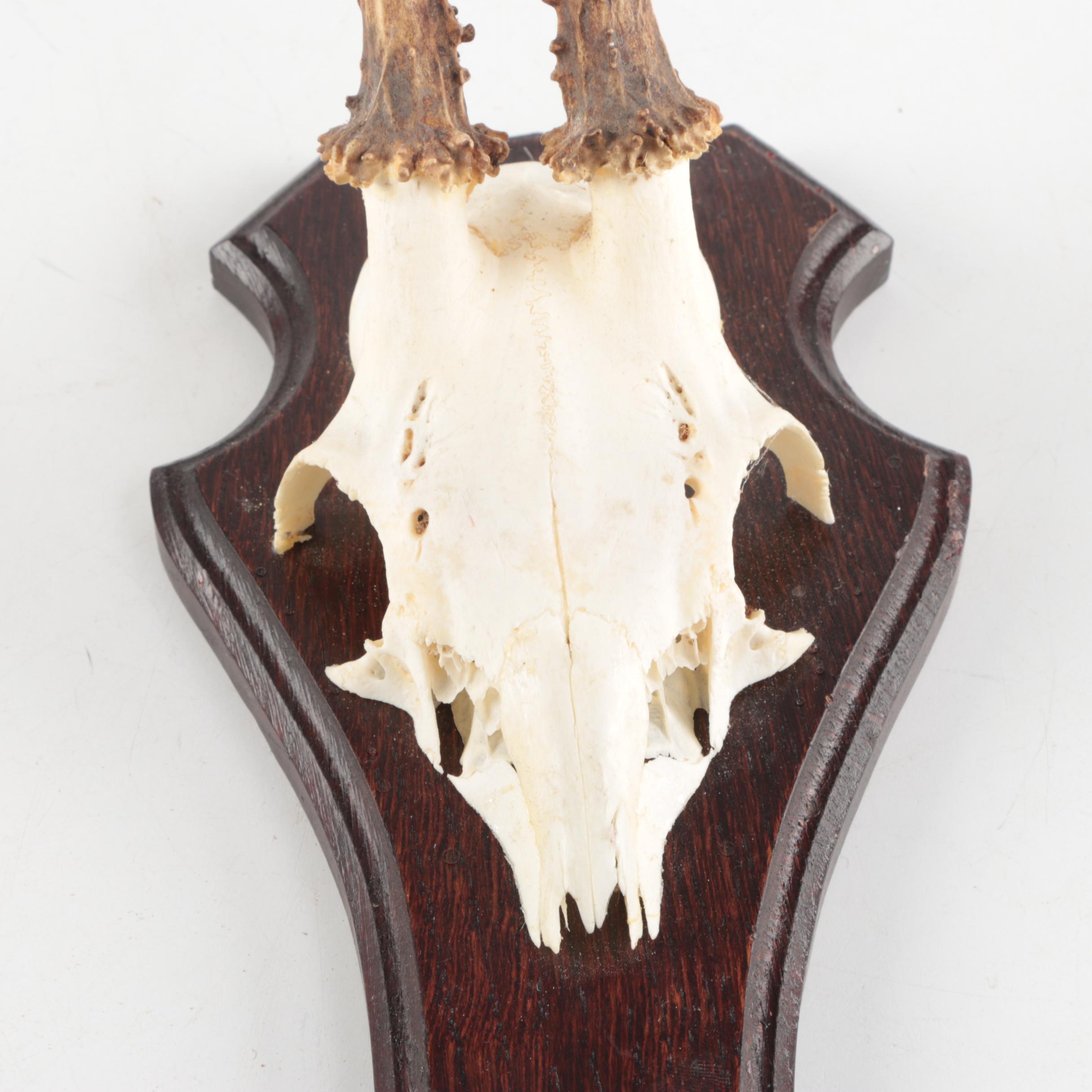 Three Vintage Roe Deer Antler Mounts