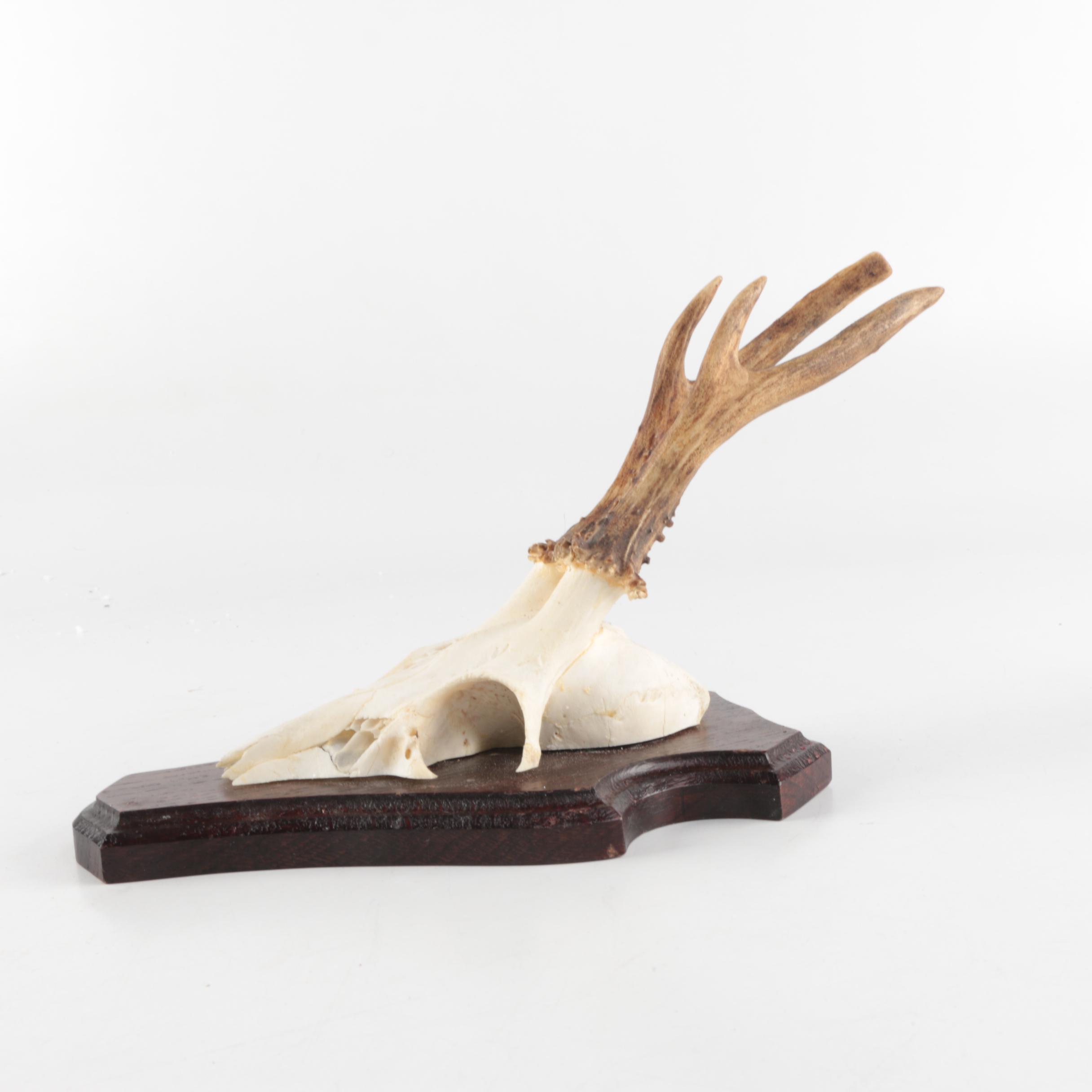 Three Vintage Roe Deer Antler Mounts