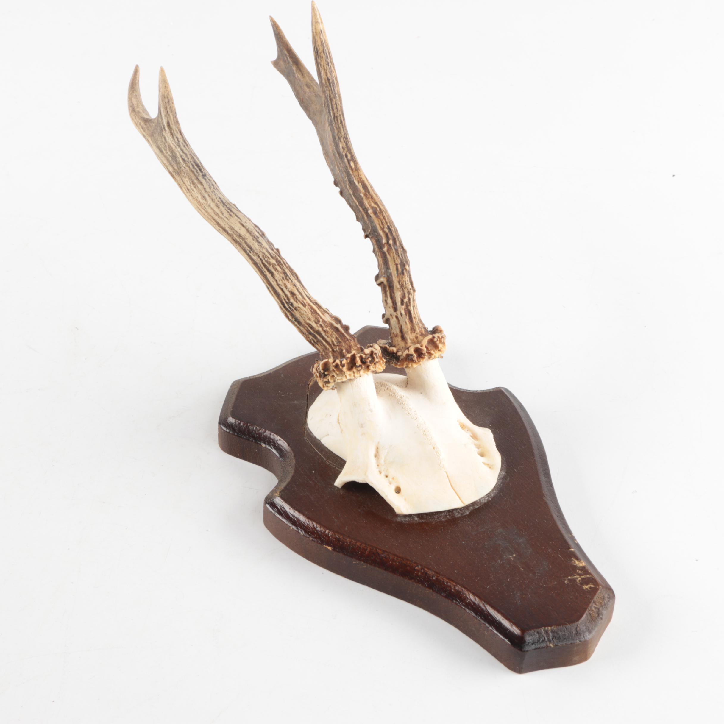 Three Vintage Roe Deer Antler Mounts