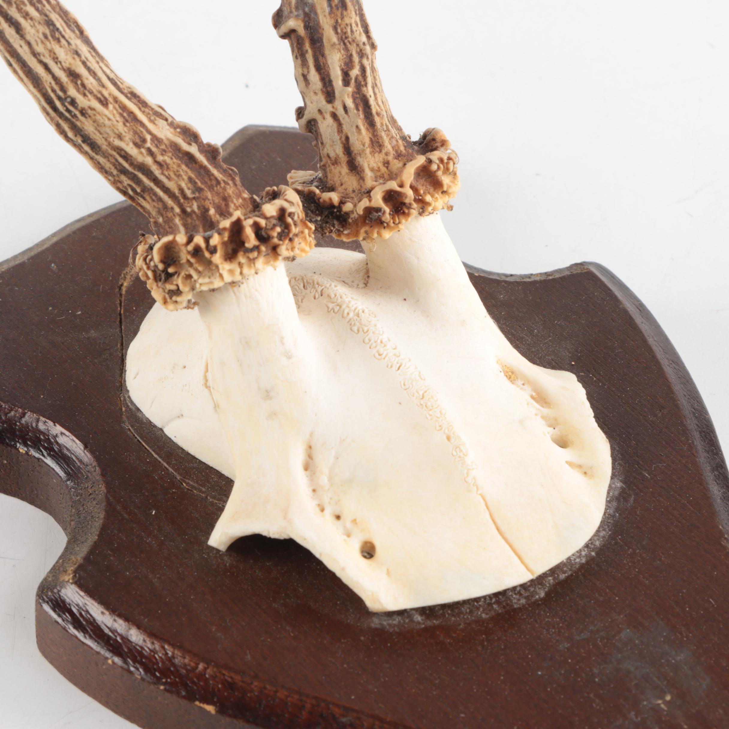 Three Vintage Roe Deer Antler Mounts