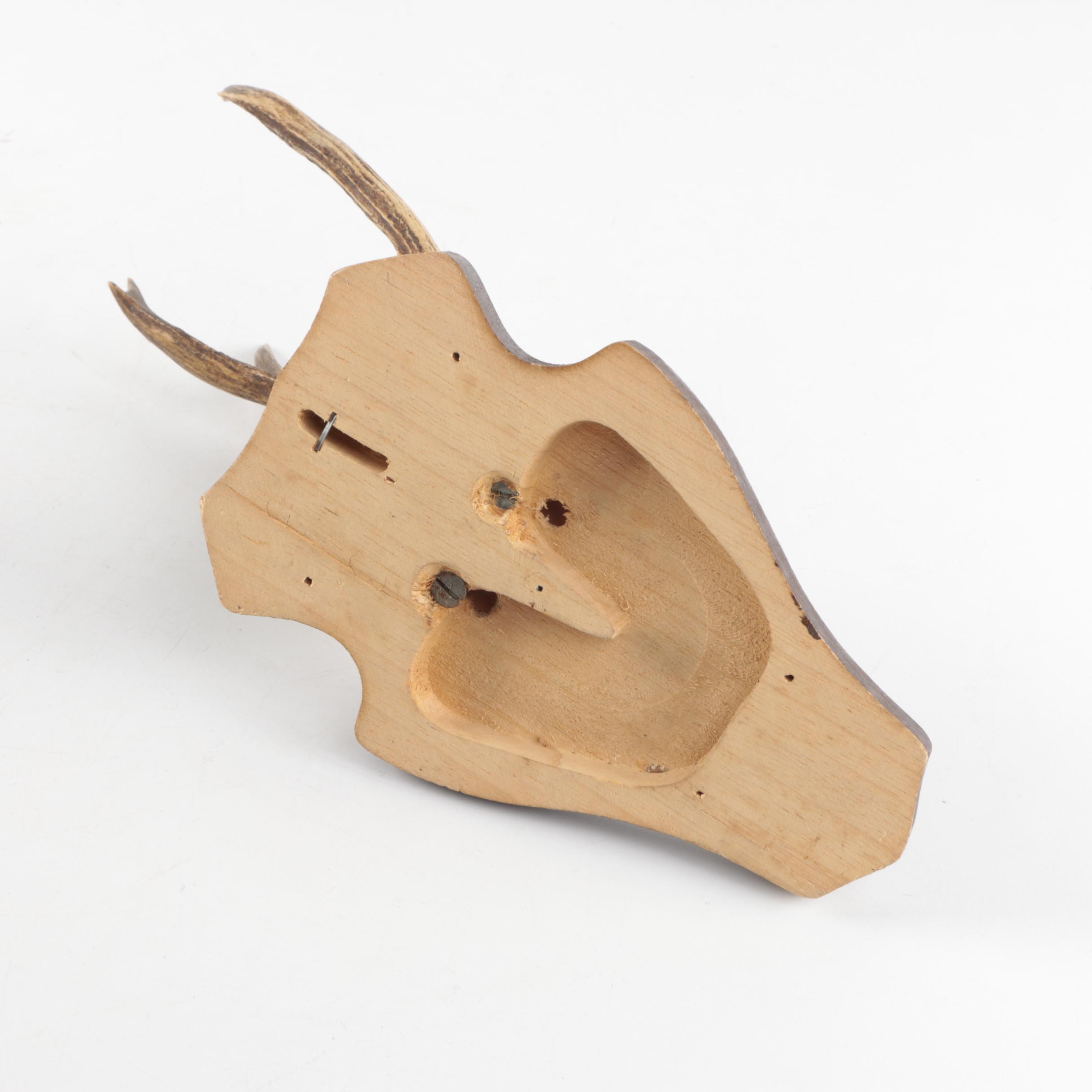 Three Vintage Roe Deer Antler Mounts