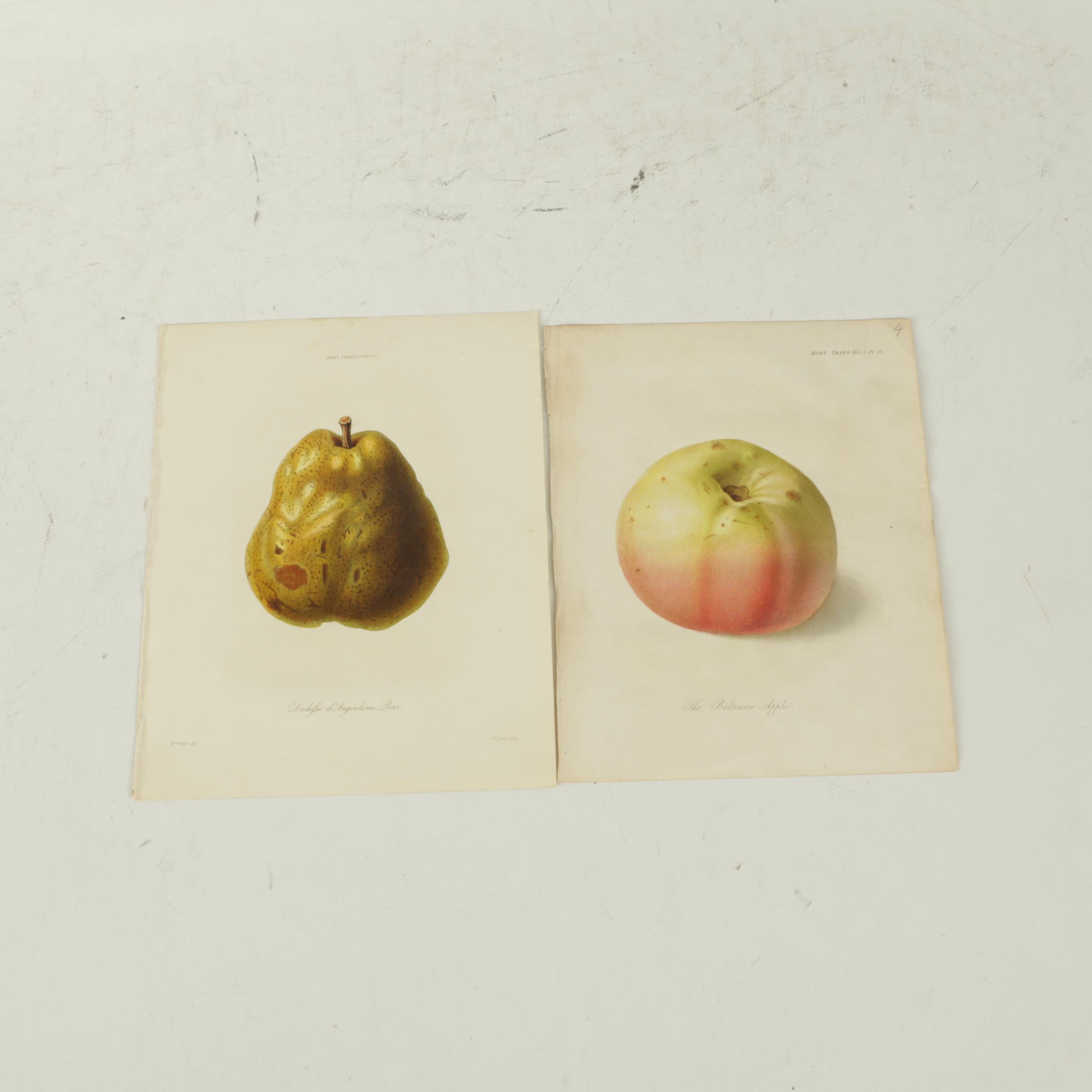 1835 Horticulture Society of London Hand-Colored Engravings of Fruit