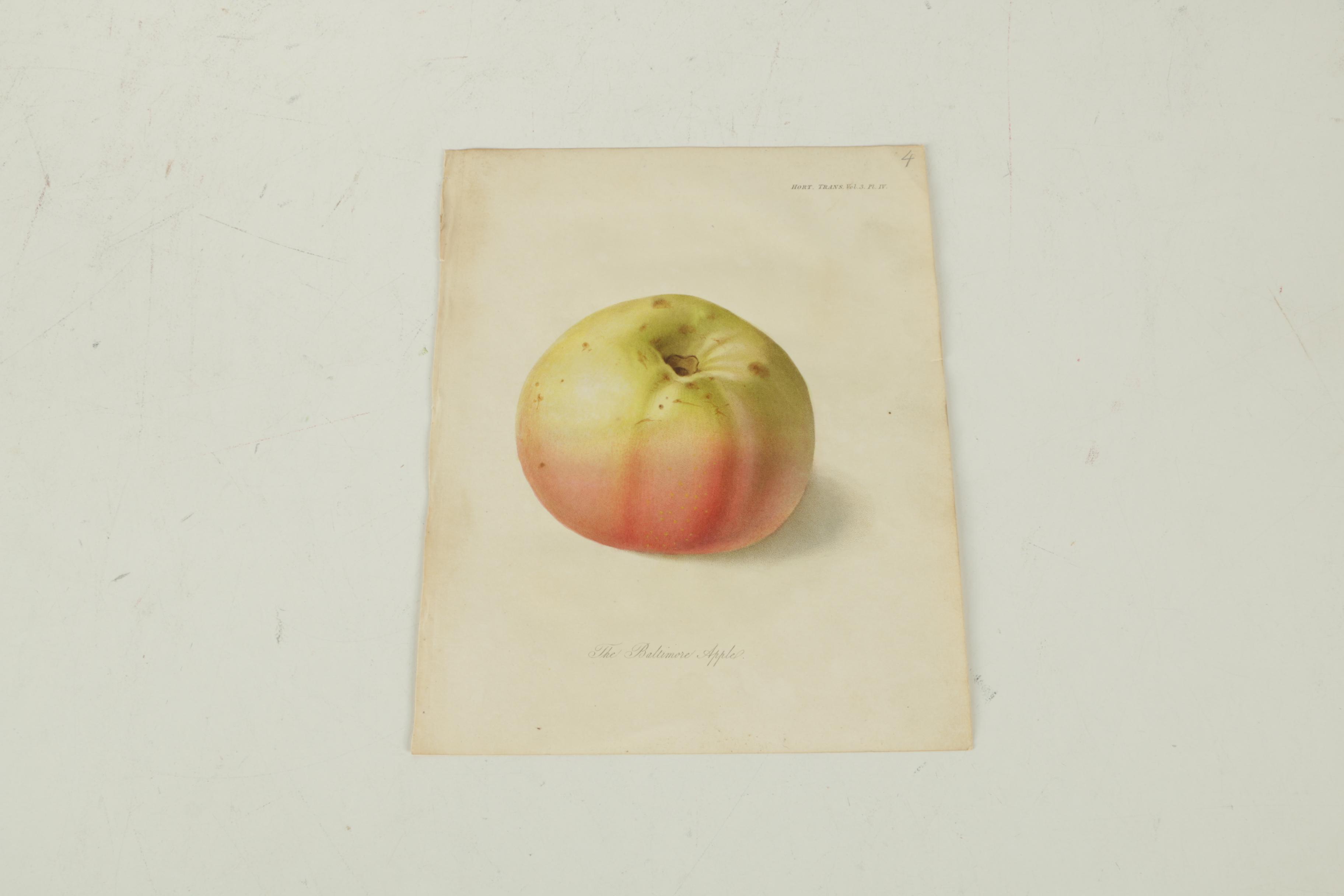 1835 Horticulture Society of London Hand-Colored Engravings of Fruit