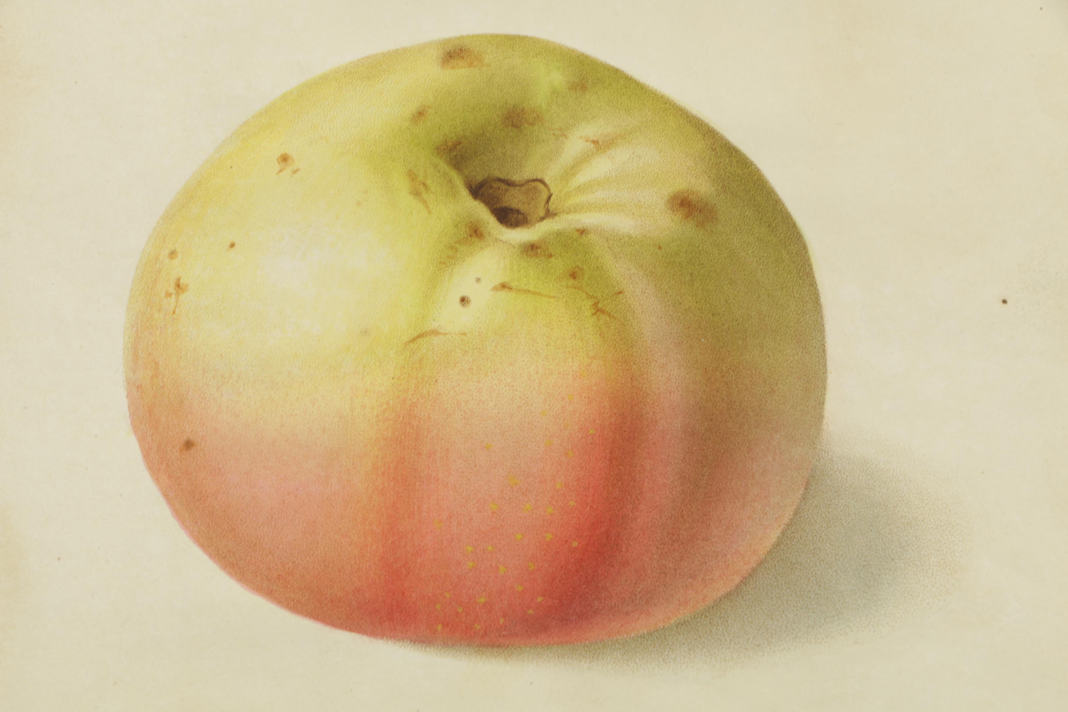 1835 Horticulture Society of London Hand-Colored Engravings of Fruit