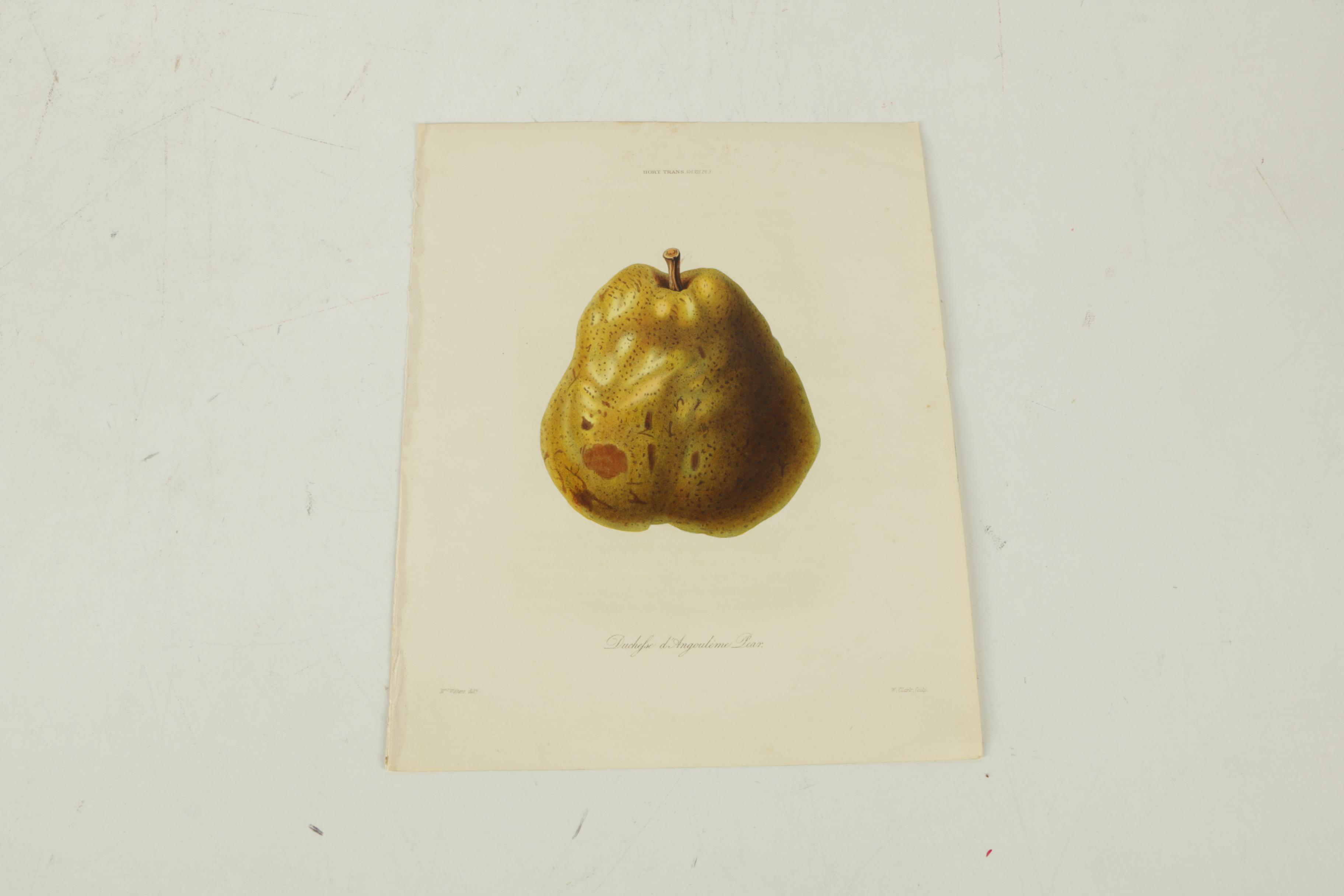 1835 Horticulture Society of London Hand-Colored Engravings of Fruit