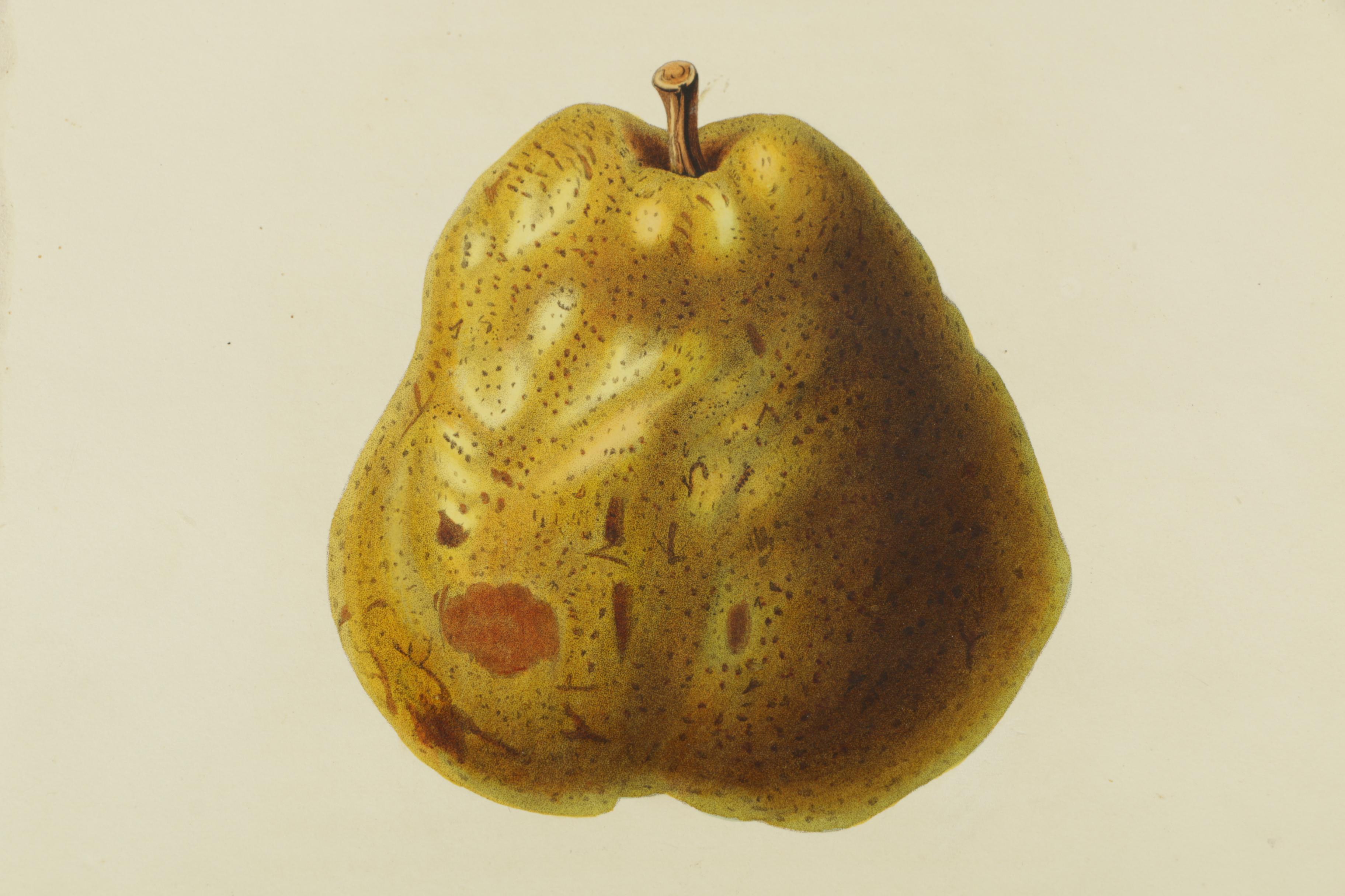 1835 Horticulture Society of London Hand-Colored Engravings of Fruit