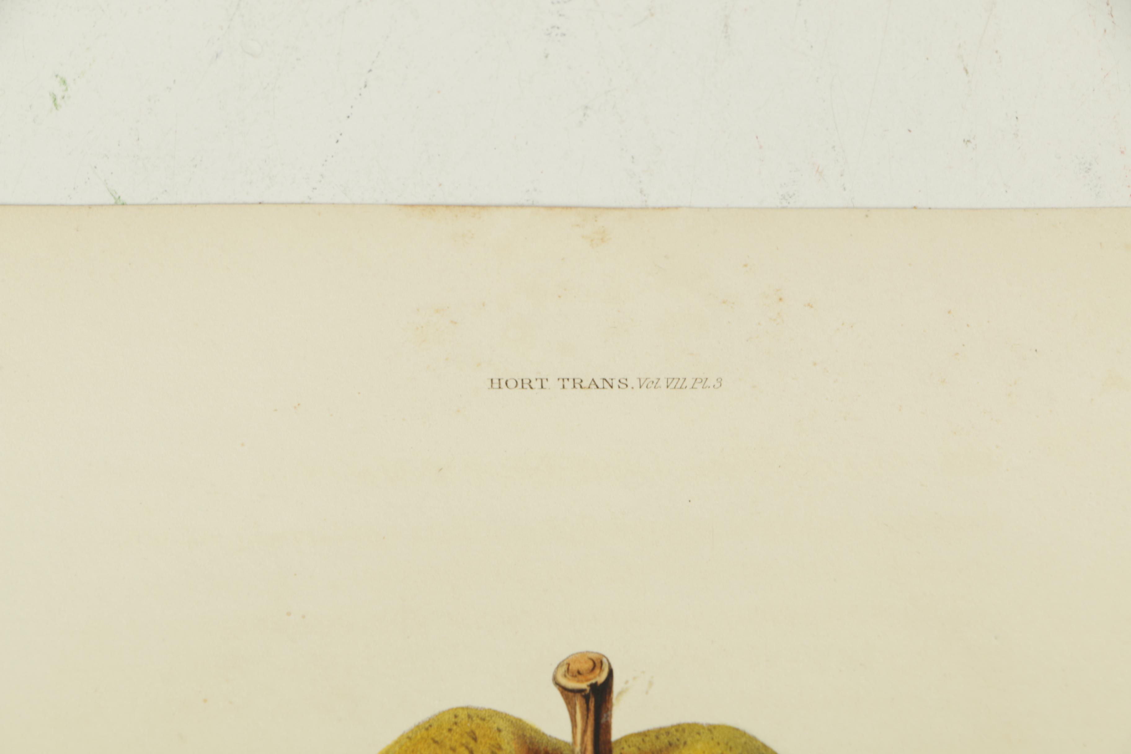 1835 Horticulture Society of London Hand-Colored Engravings of Fruit