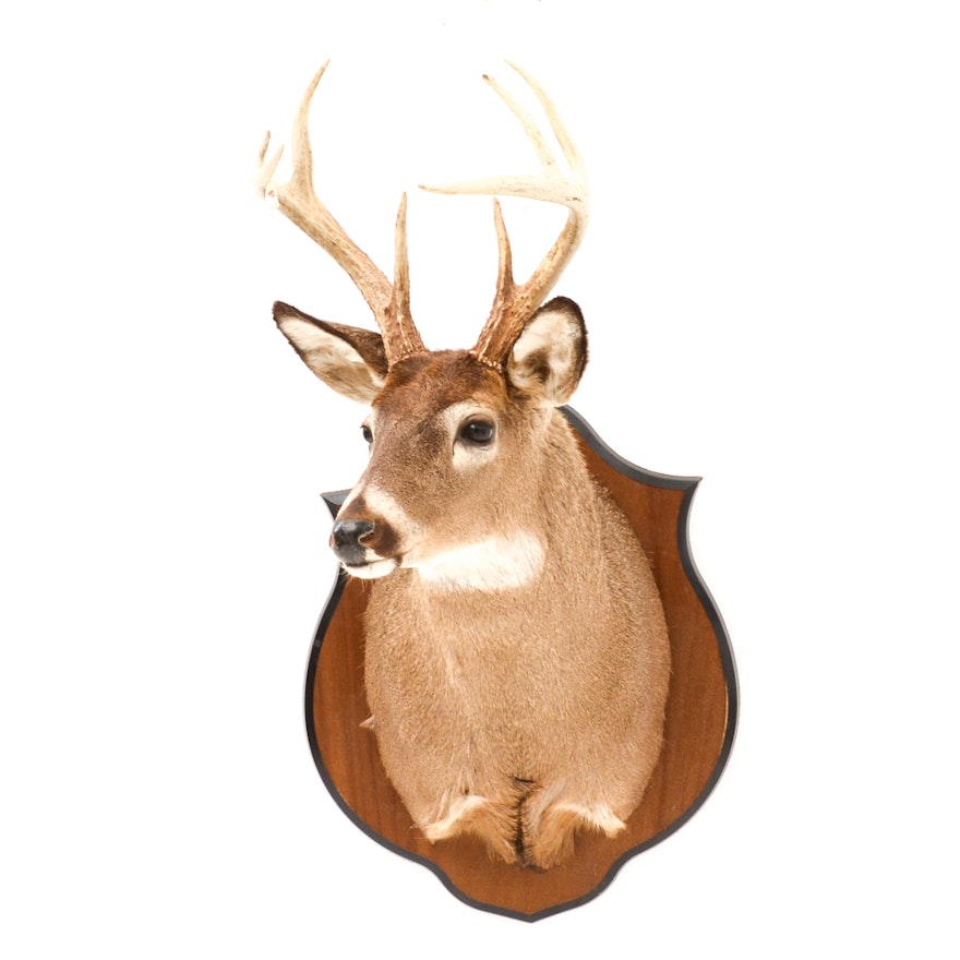 Mounted Taxidermy Buck's Head