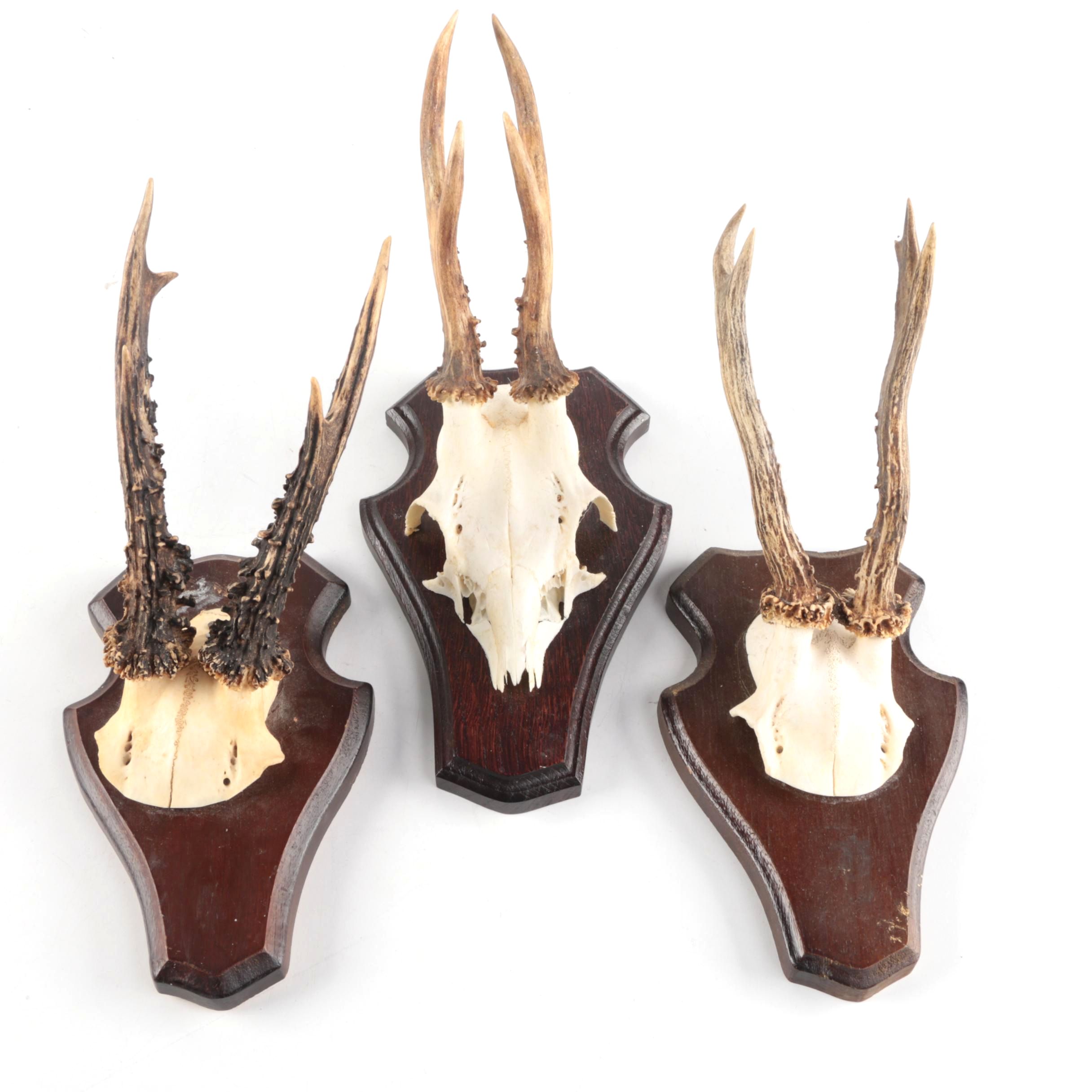 Three Vintage Roe Deer Antler Mounts