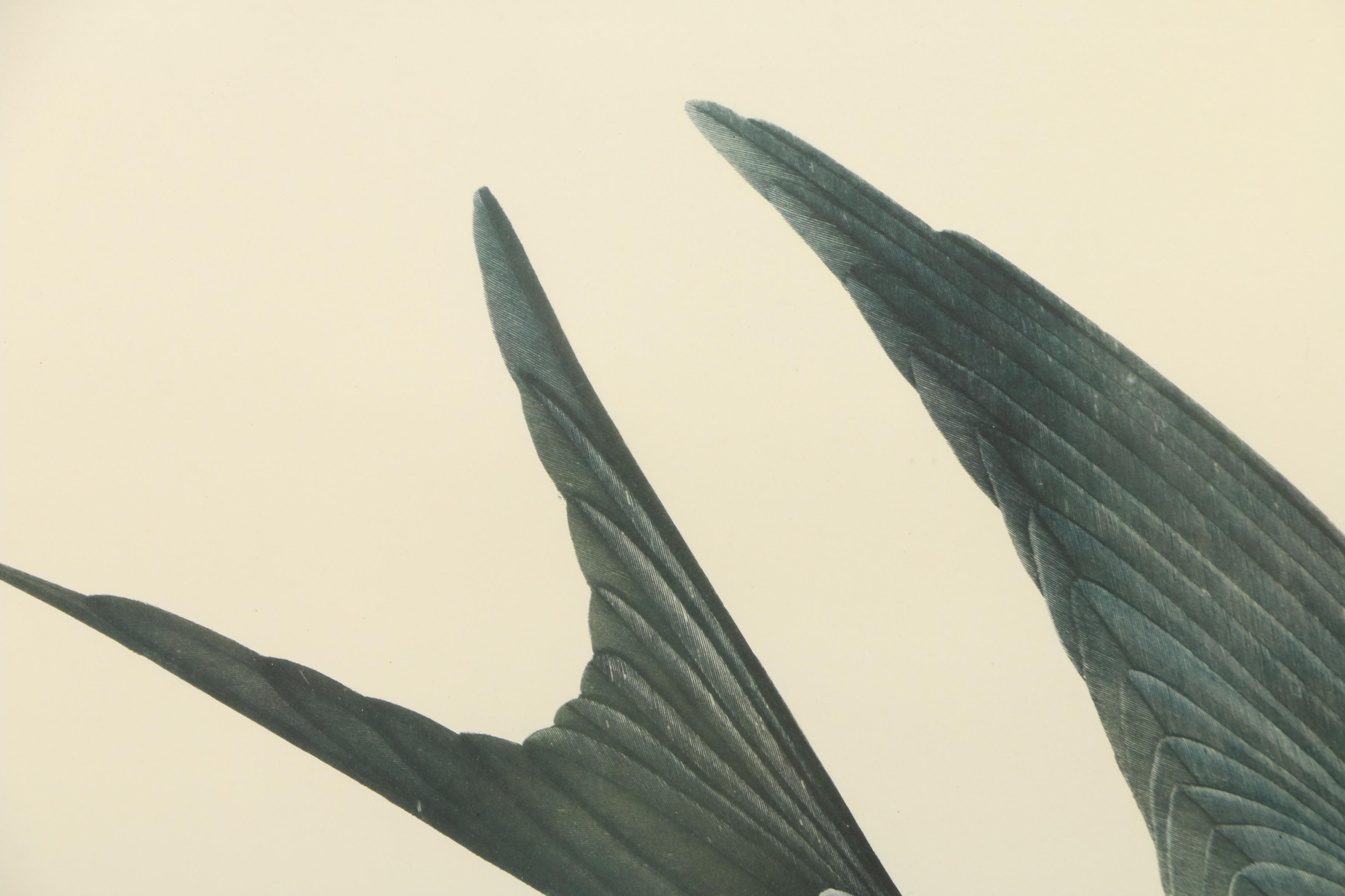 Audobon Leipzig Edition Print "Swallow-Tailed Hawk"