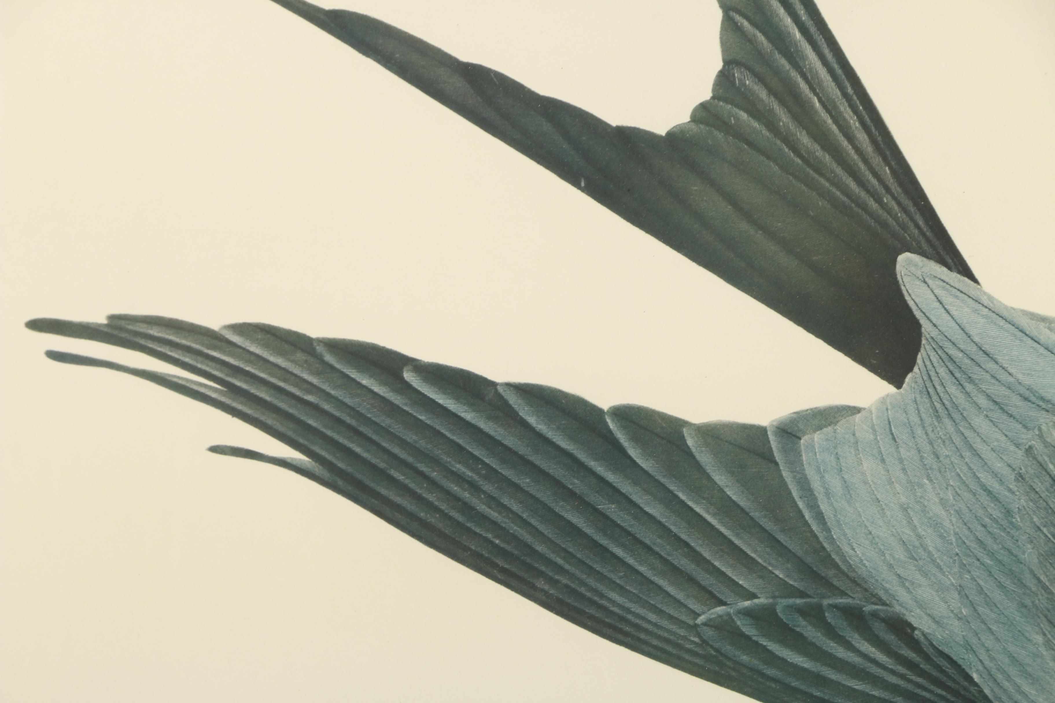 Audobon Leipzig Edition Print "Swallow-Tailed Hawk"