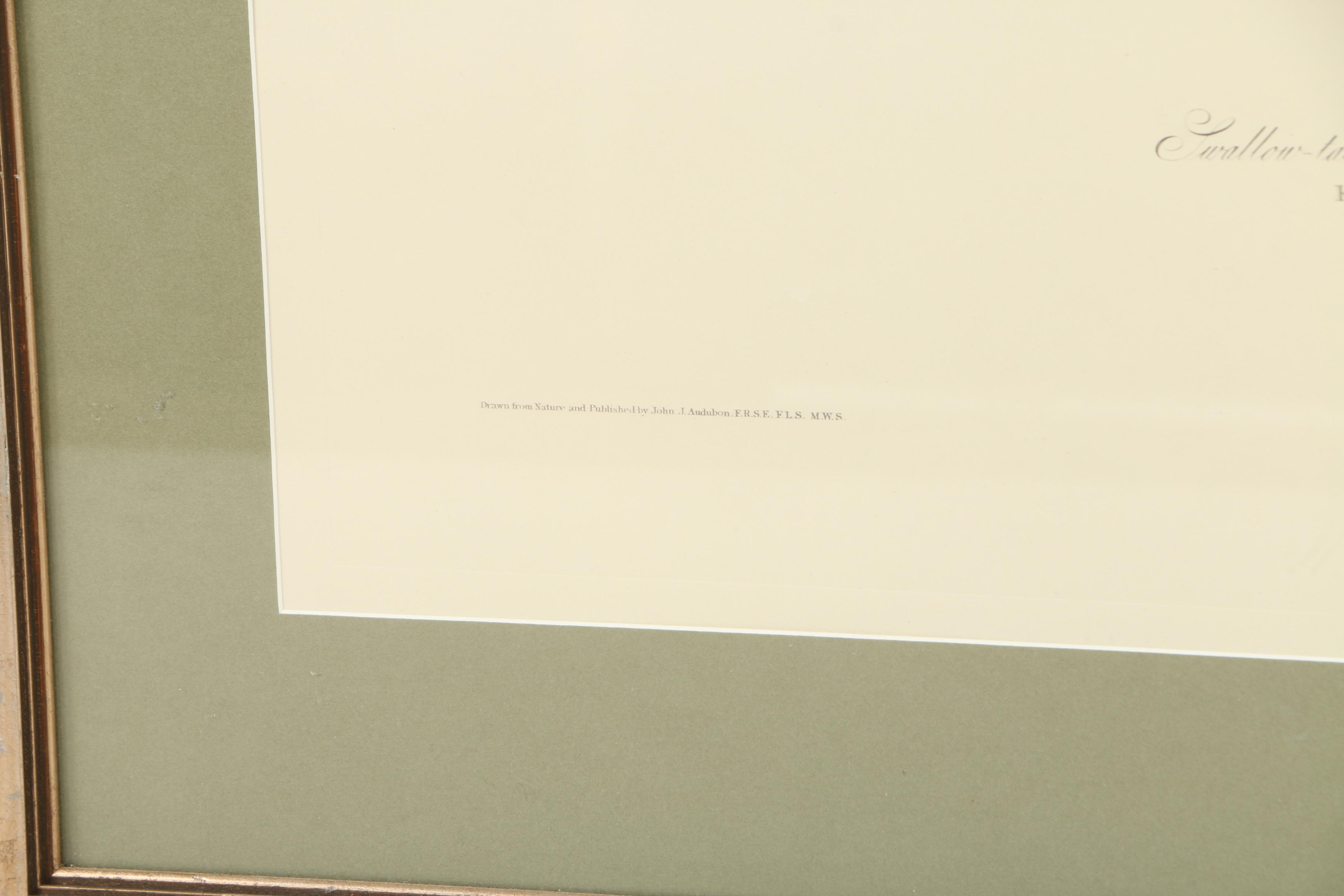 Audobon Leipzig Edition Print "Swallow-Tailed Hawk"