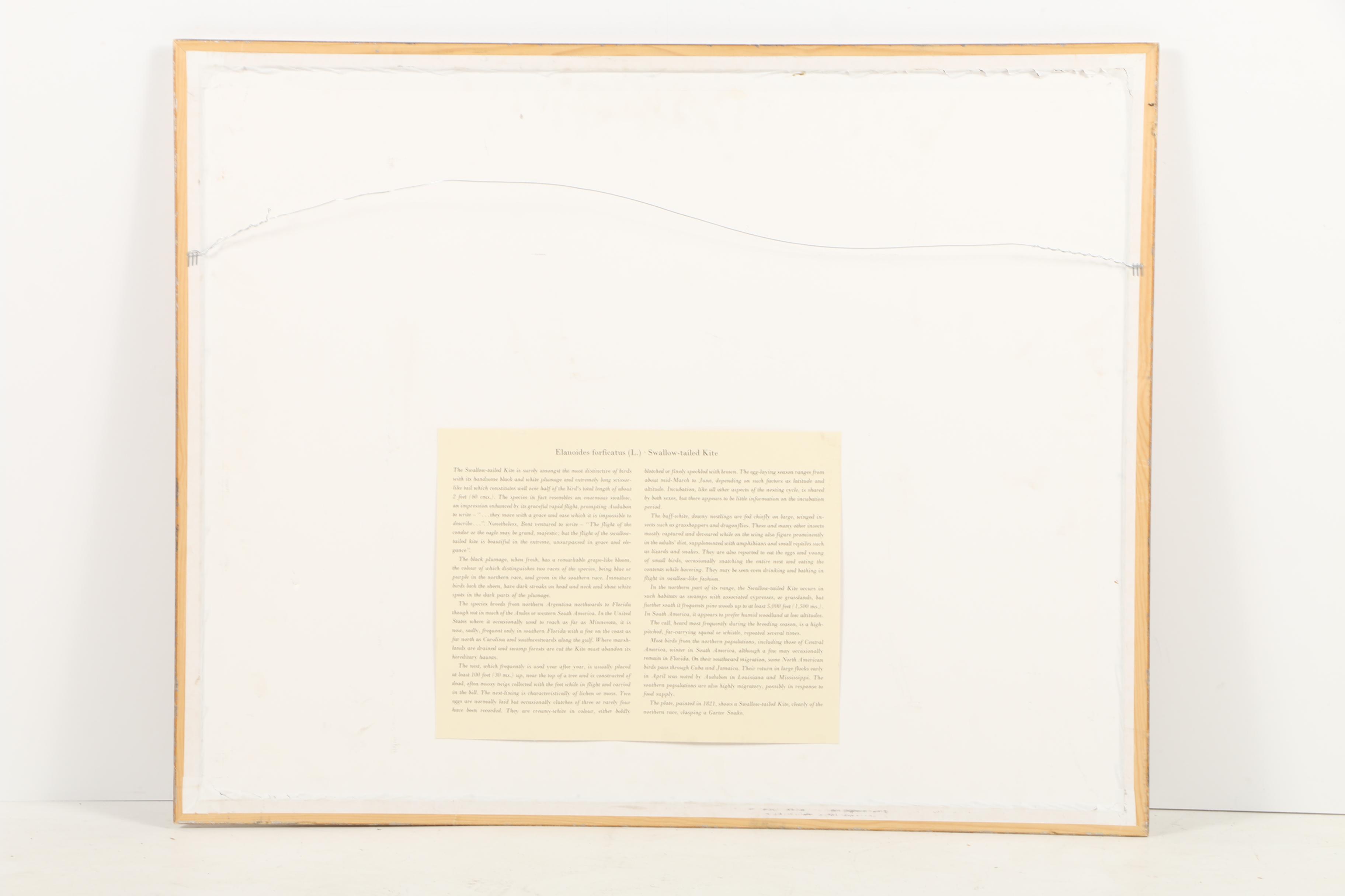 Audobon Leipzig Edition Print "Swallow-Tailed Hawk"