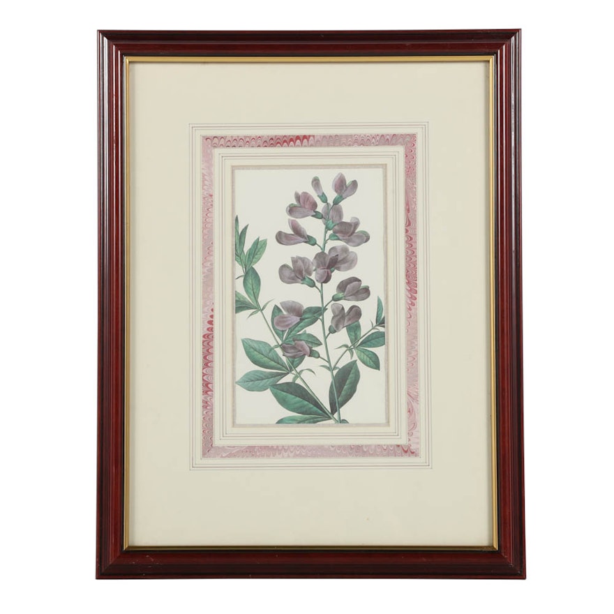 Offset Lithograph on Paper of Baptisia Australis Flowers