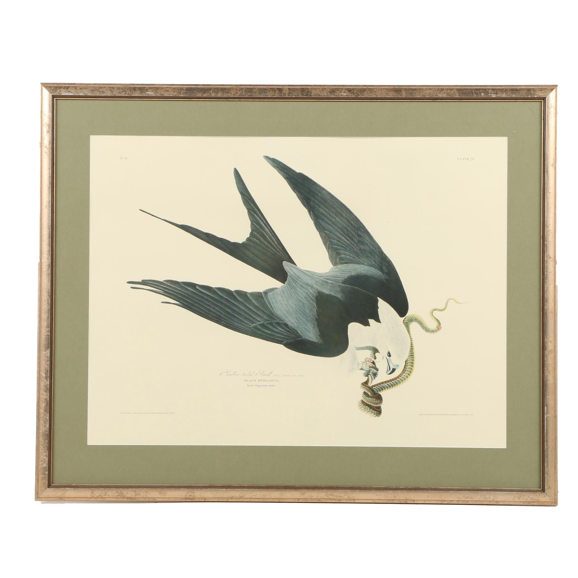 Audobon Leipzig Edition Print "Swallow-Tailed Hawk"