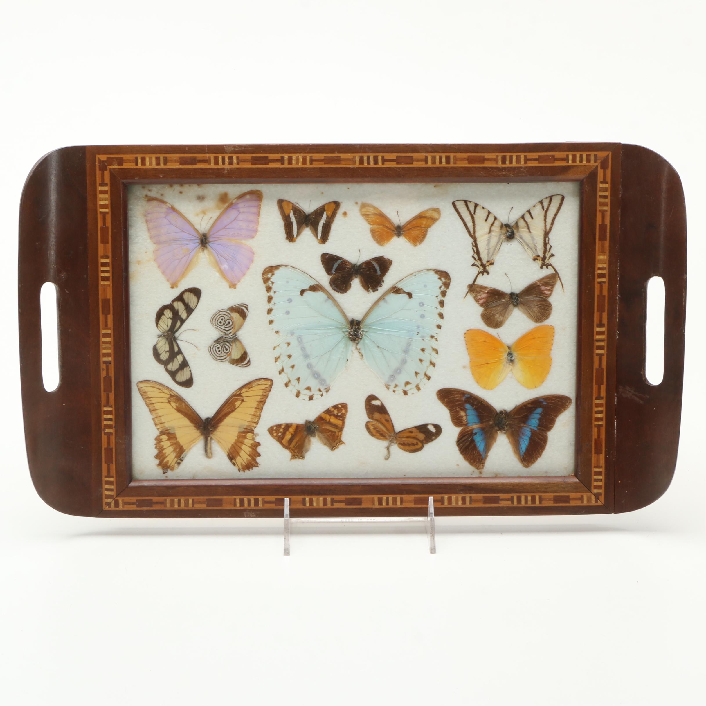 Vintage Carlos Zipperer Mounted Butterflies Tray from Brazil