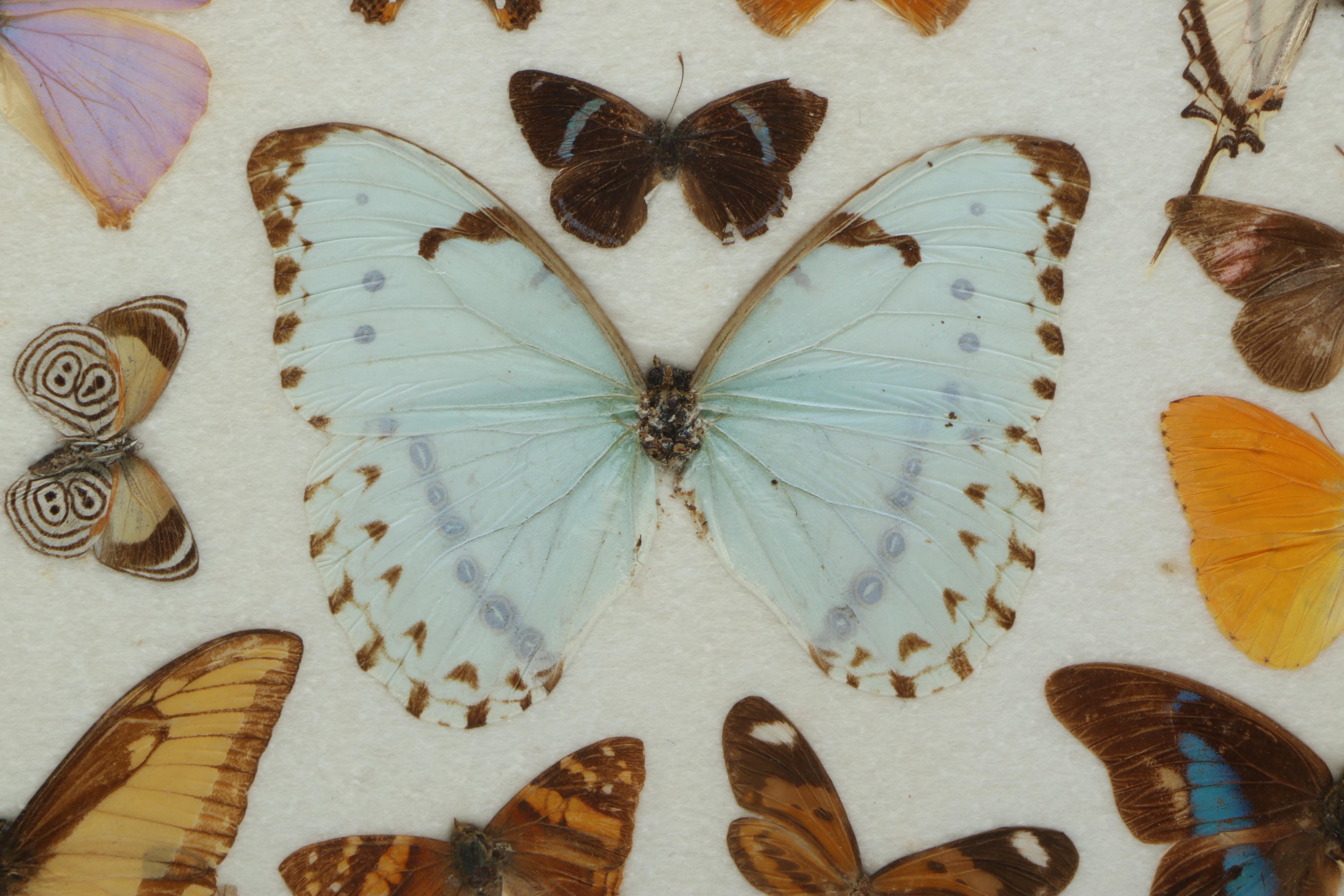 Vintage Carlos Zipperer Mounted Butterflies Tray from Brazil